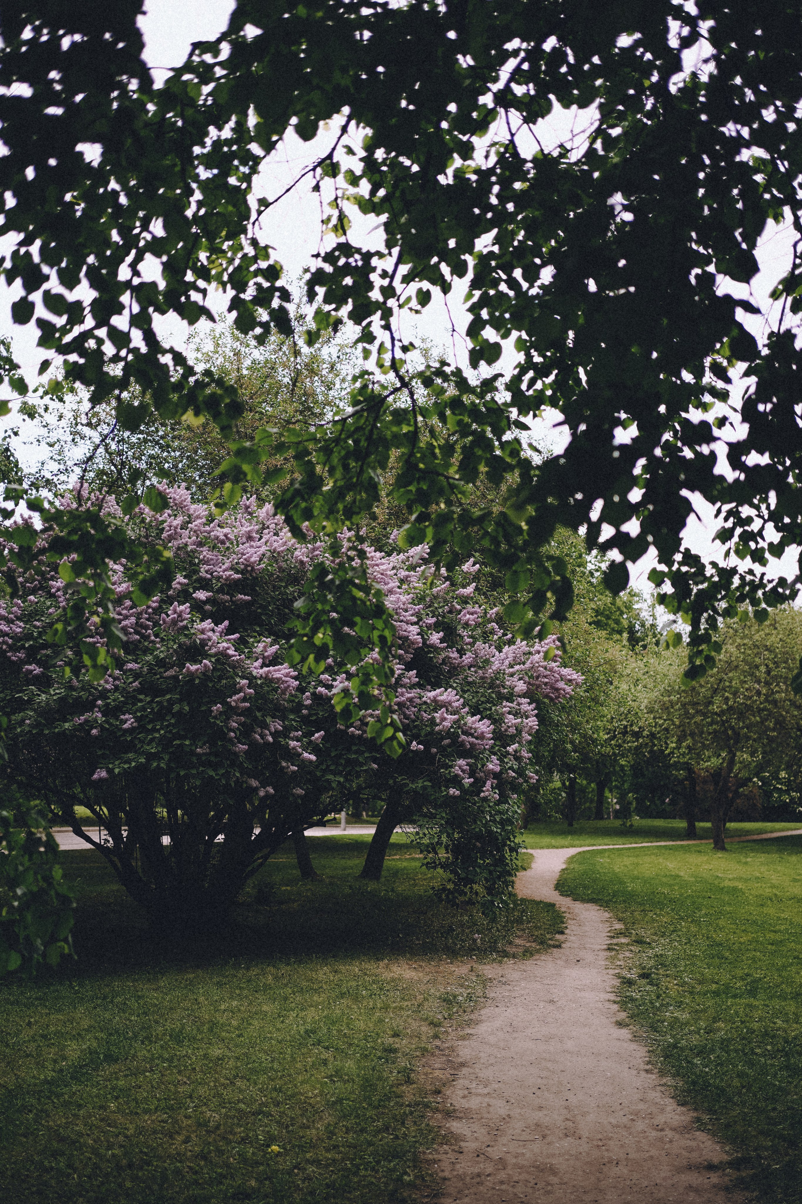 Сиреневый сон. Фотограф Наталья Колганова