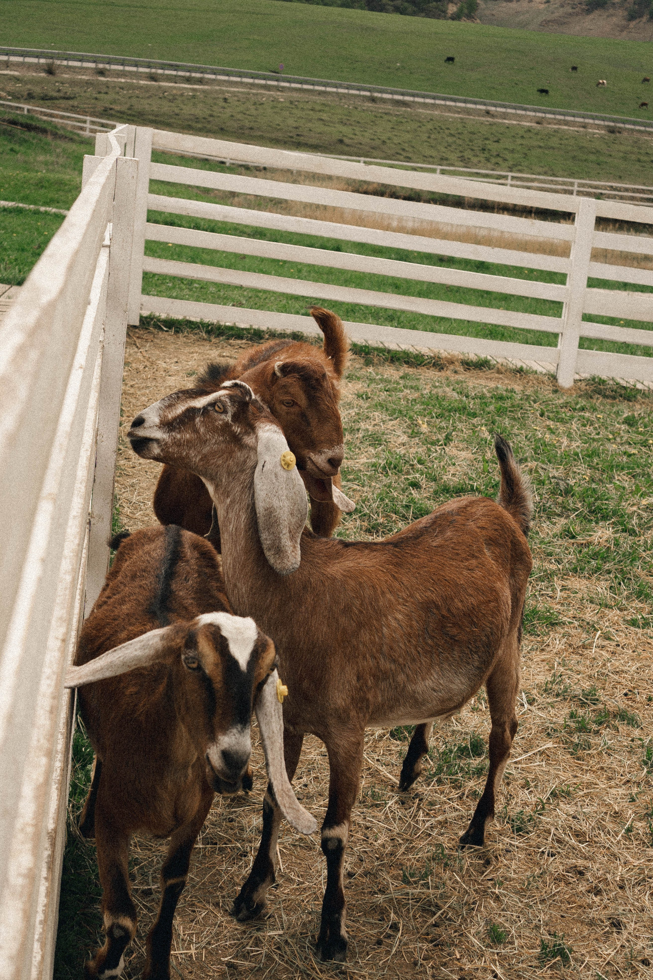 Ферма Альпак. Профессиональный фотограф, Санкт-Петербург — Виктория Богомолова