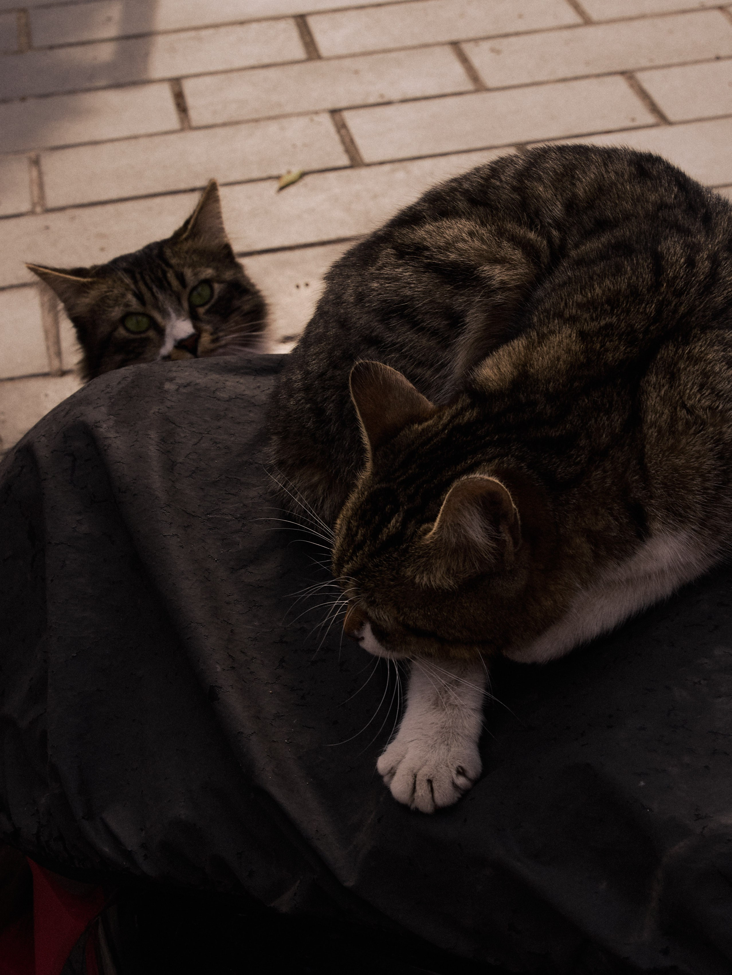 Другое 2. Jorgis Talè — photographer, kind person, teacher of arts and other mag