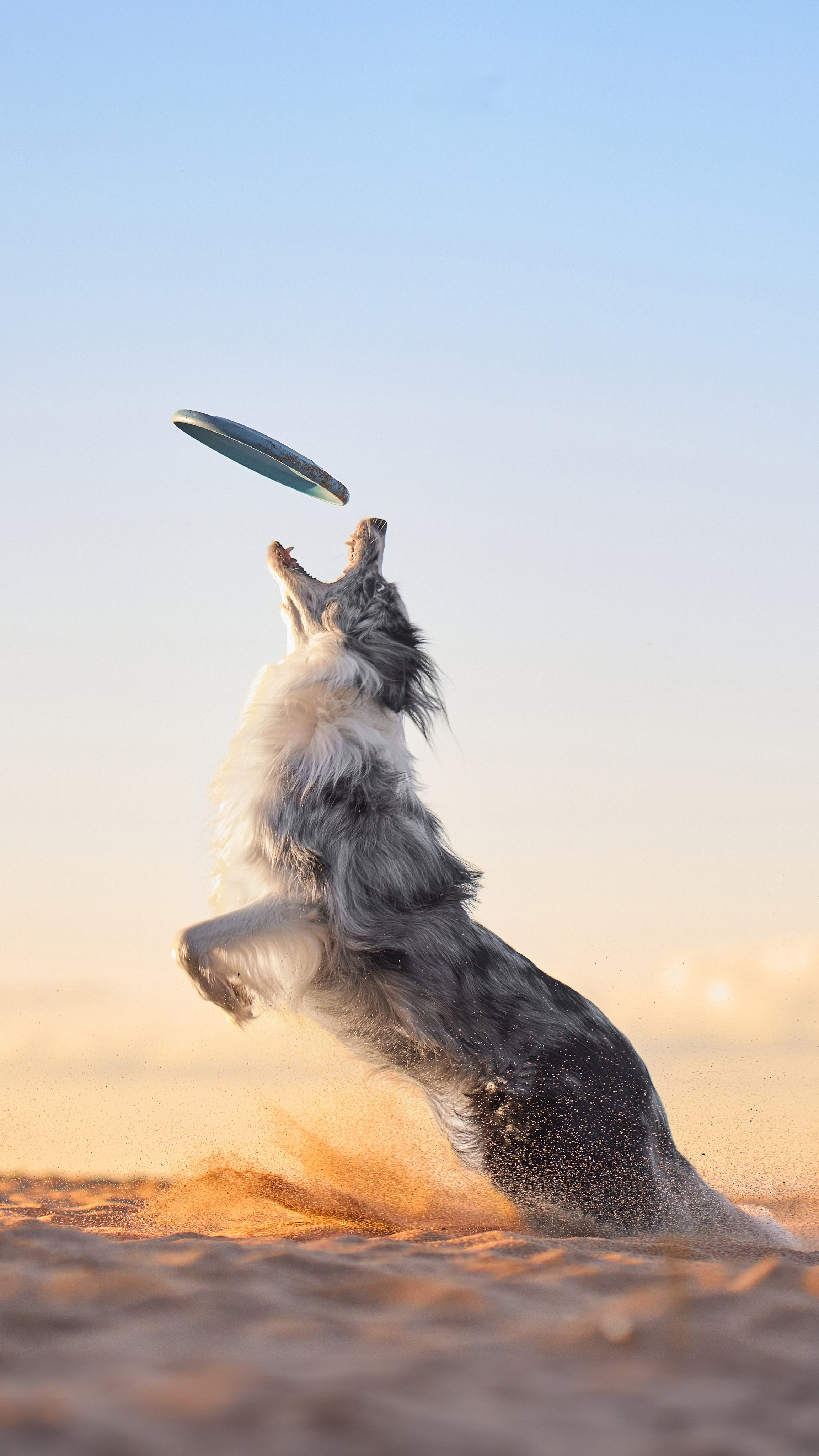 Photo of dogs in nature. landscape with dog. Dog photographer Averianova Anna — Art photography of dogs