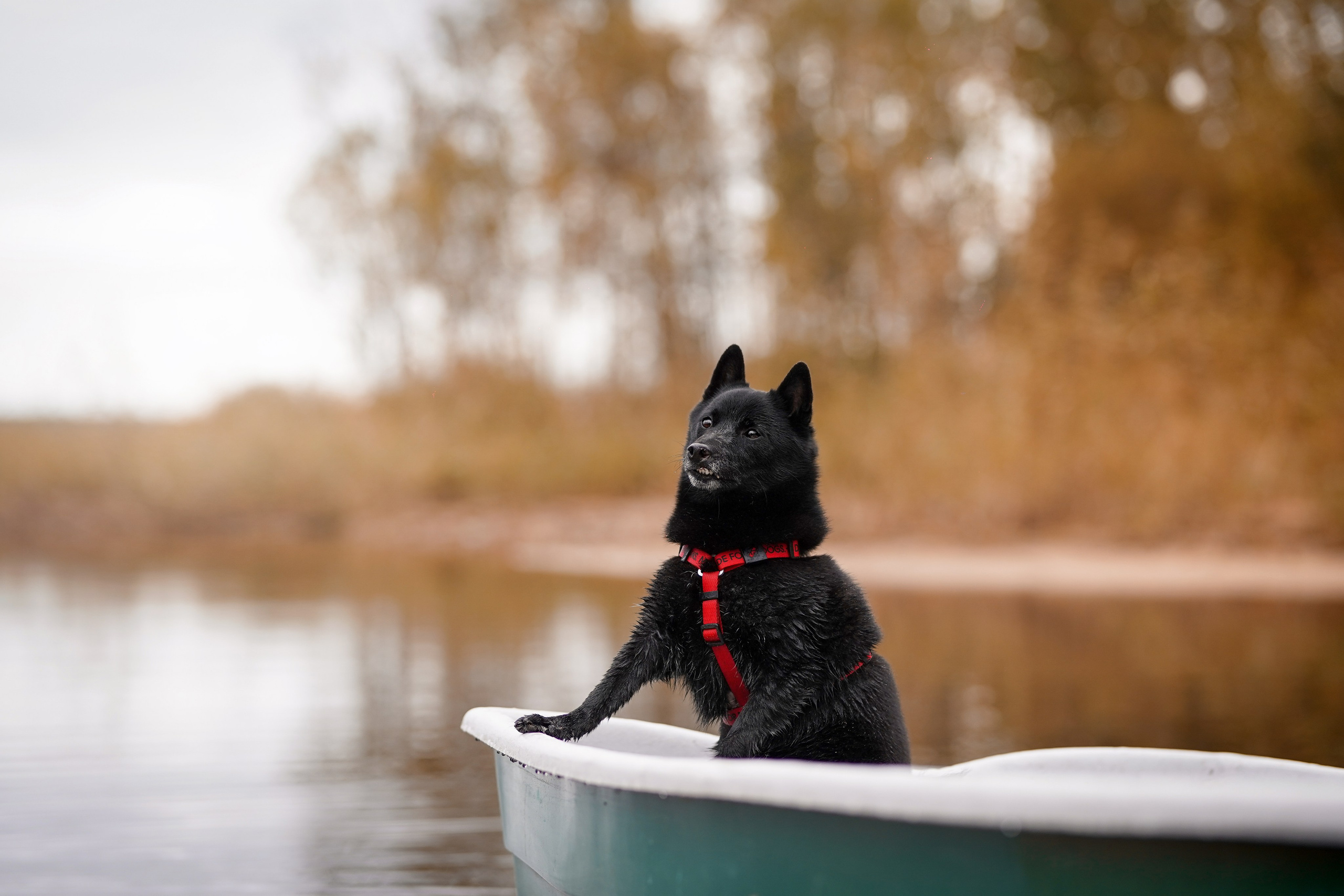 Аня Мишель Арчи и Майкл. Фотограф-анималист в Санкт-Петербурге Яна Мартынова