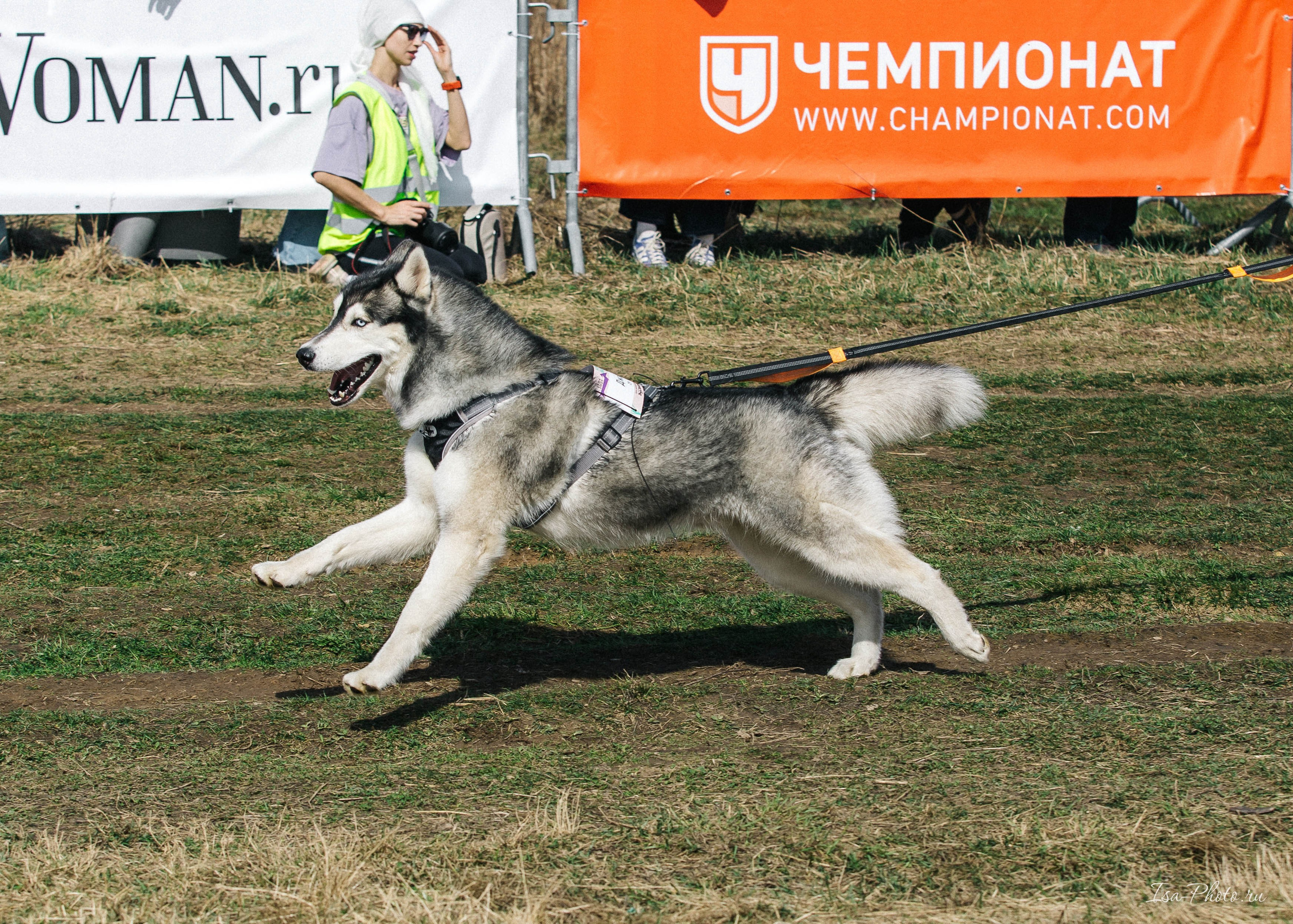 Кросс «Быстрый пёс» 2025. Репортажный фотограф в Москве