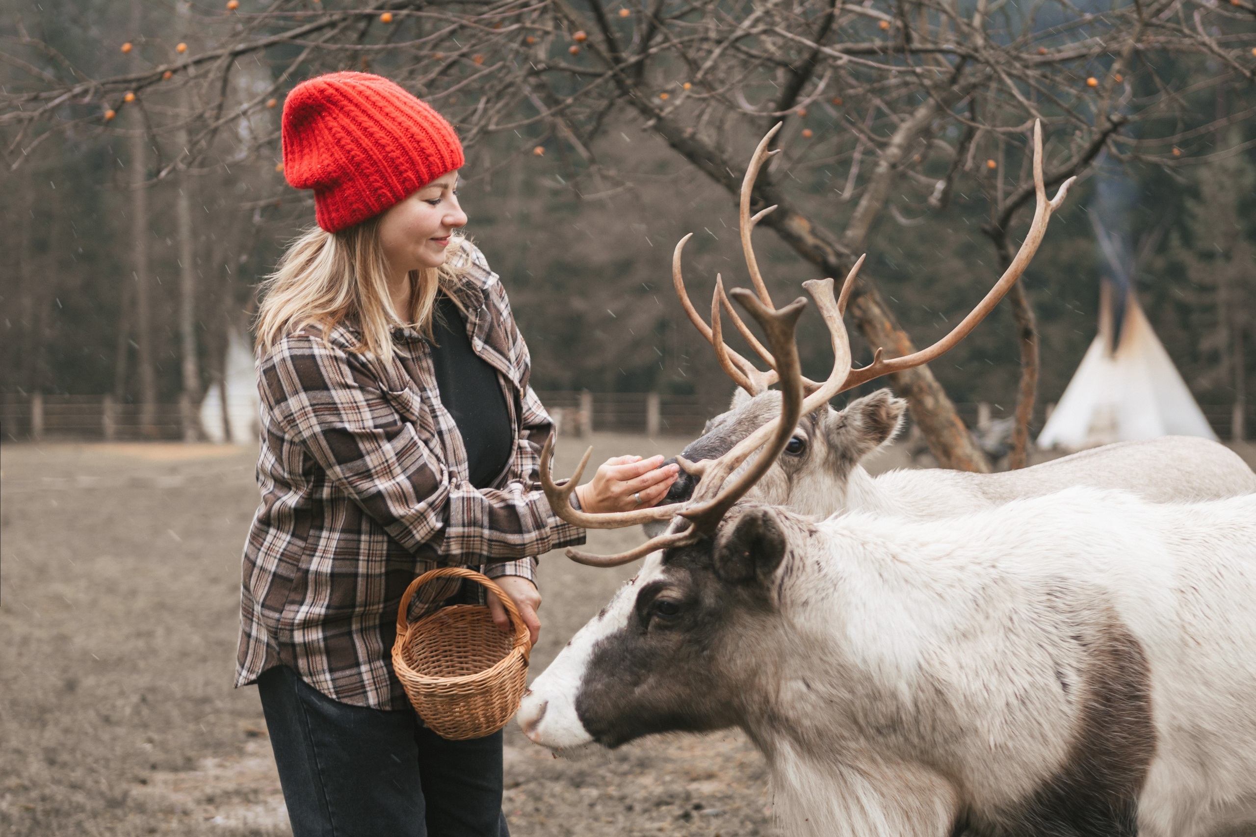 Экспресс с оленями. Свадебный и семейный фотограф Анастасия Багрец