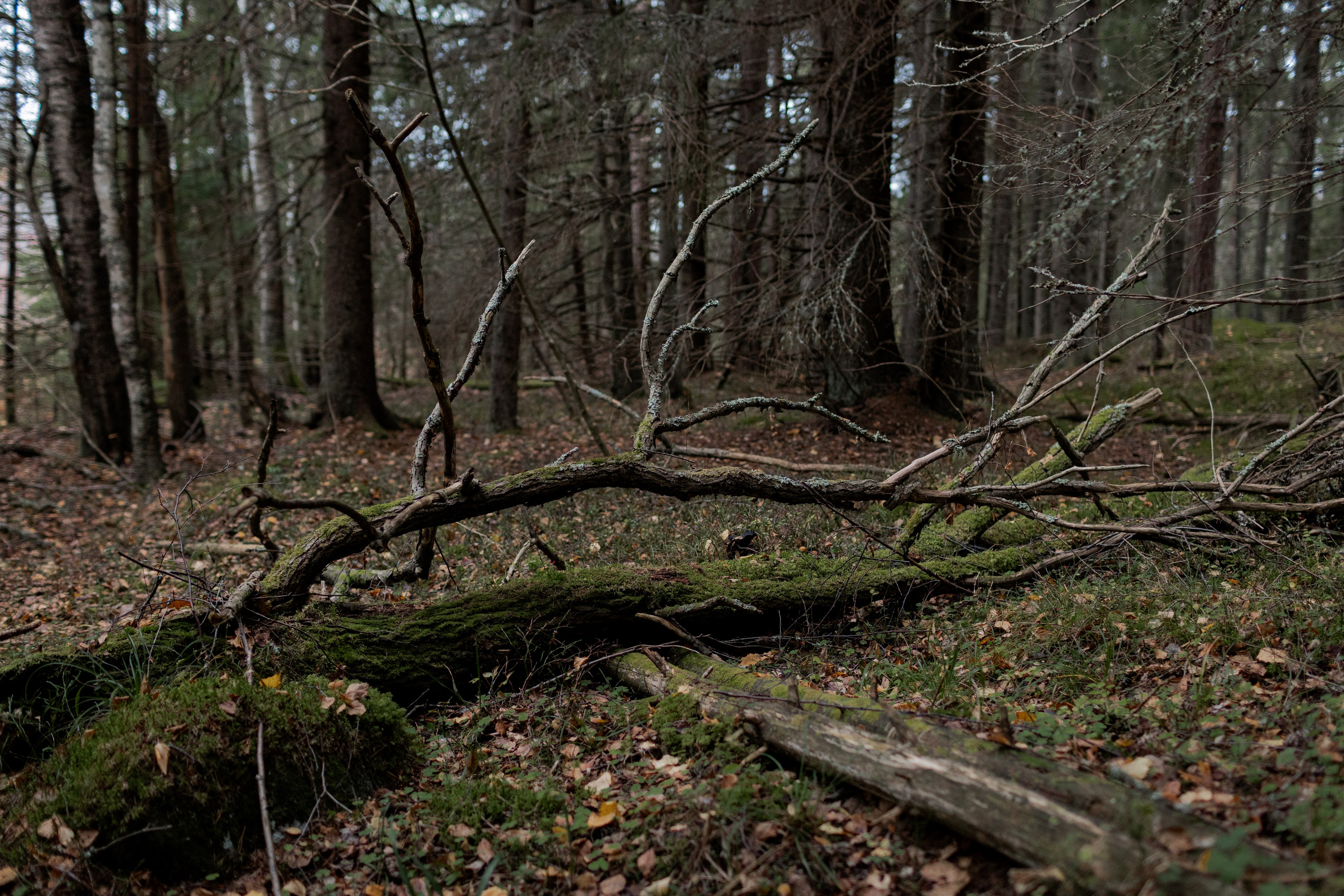 Съемка для глемпинг-отеля Хюгге Кэмп. Природа. Саша Кушнерова Фотографии. Sasha Kushnerova Photos