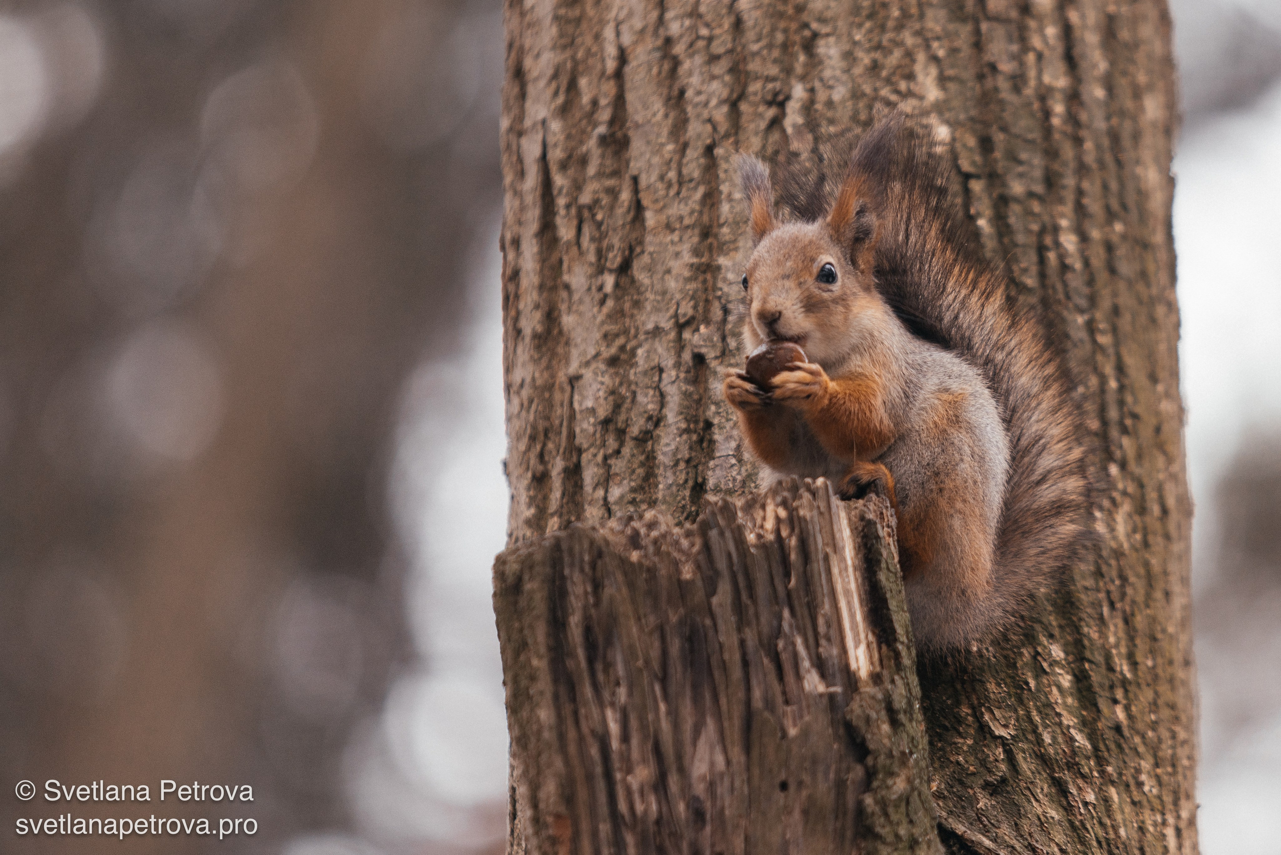 Фотограф Светлана Петрова