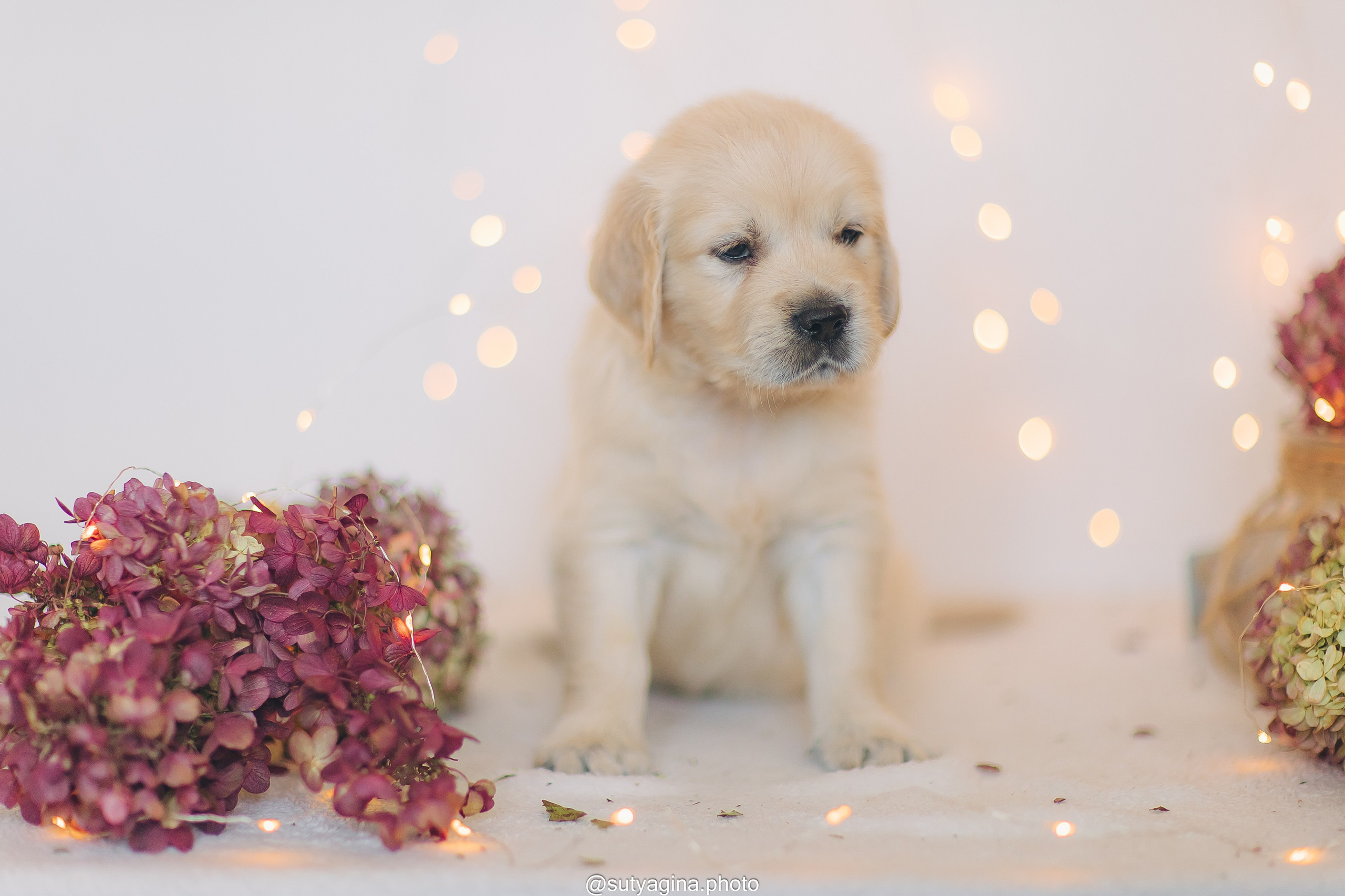 Серая лента. Свадебный и женский фотограф