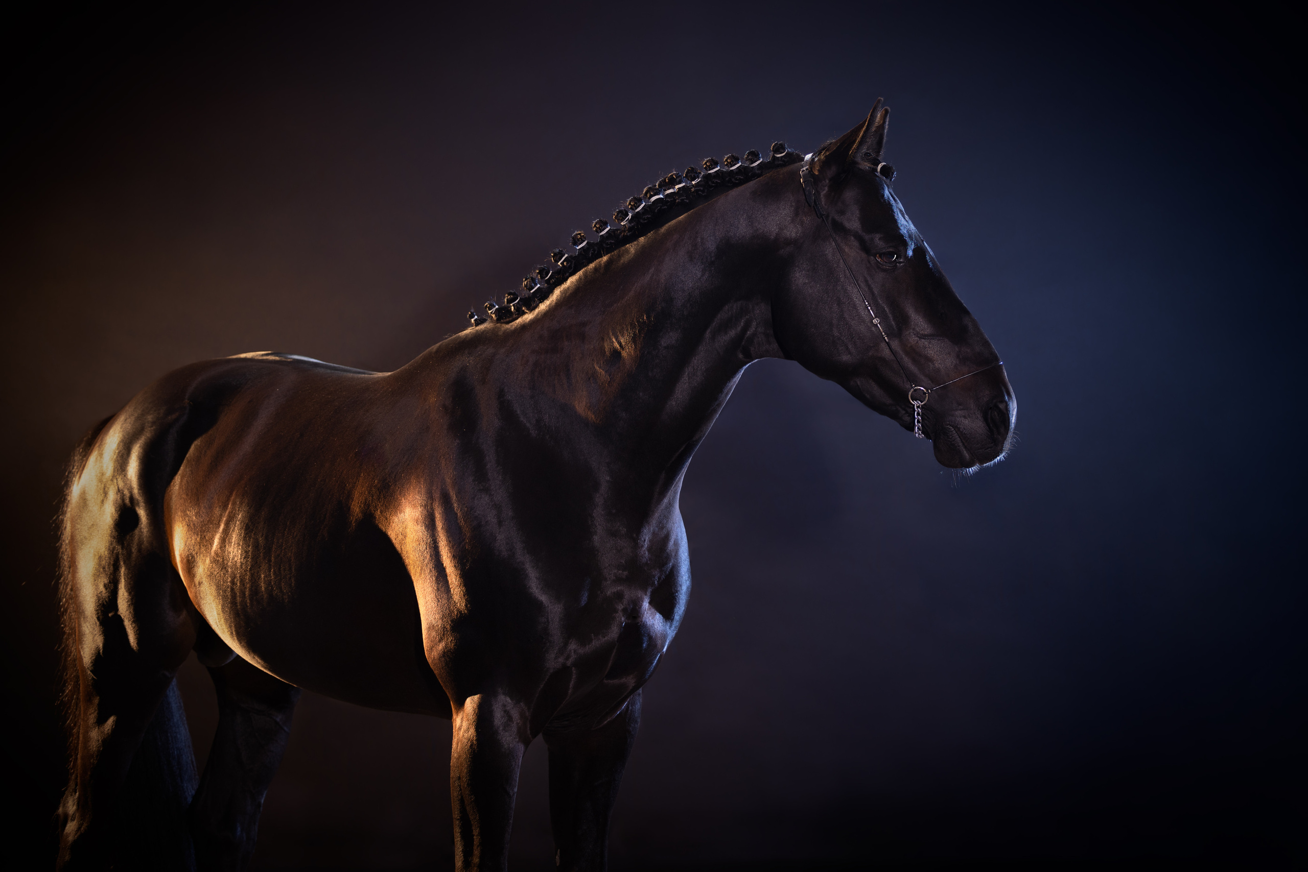 Конные фотосессии с использованием студийного оборудования. Mrs.Aquarelia Конный фотограф Марианна Леонтьева