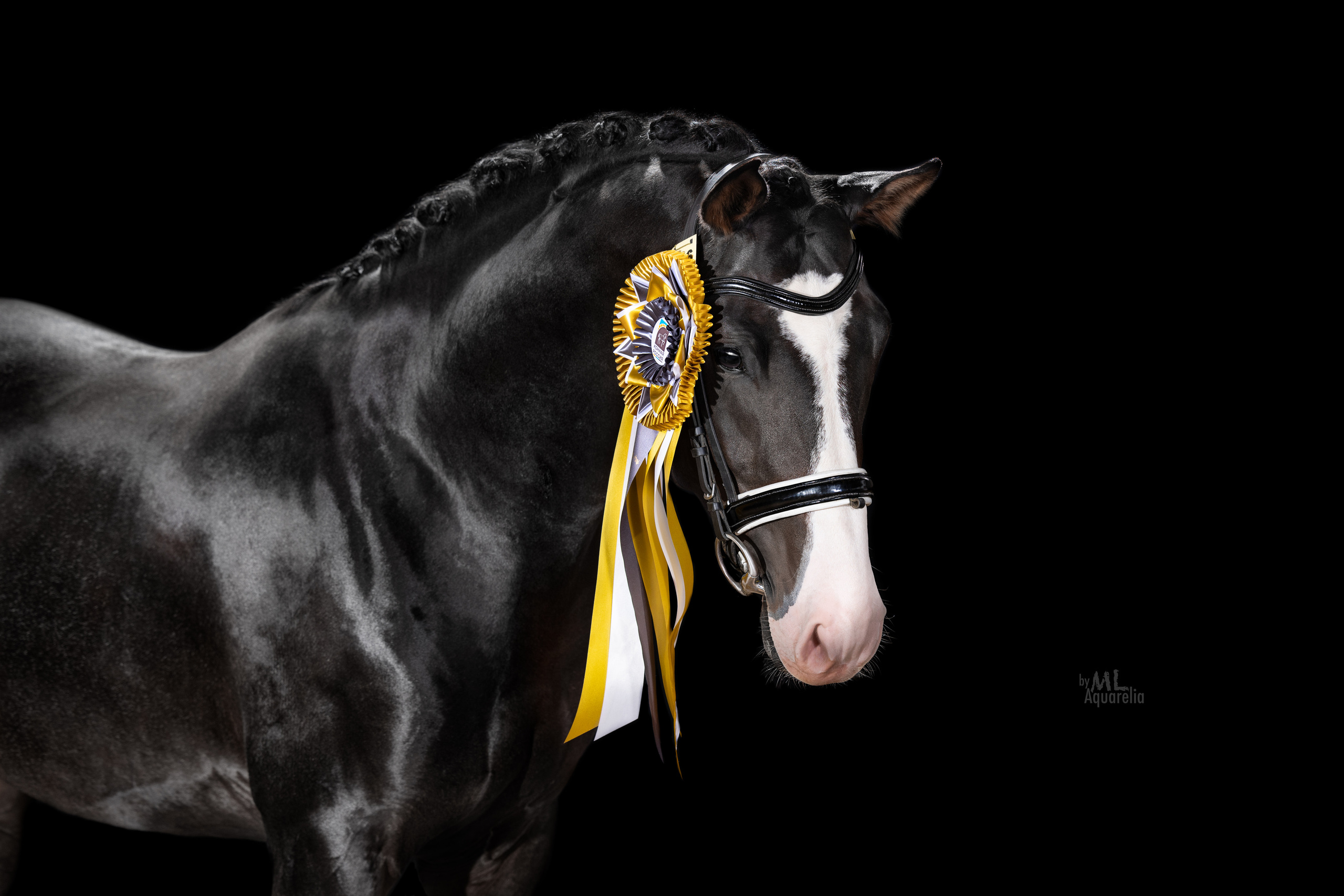 Экстерьерная съёмка лошадей. Mrs.Aquarelia Конный фотограф Марианна Леонтьева