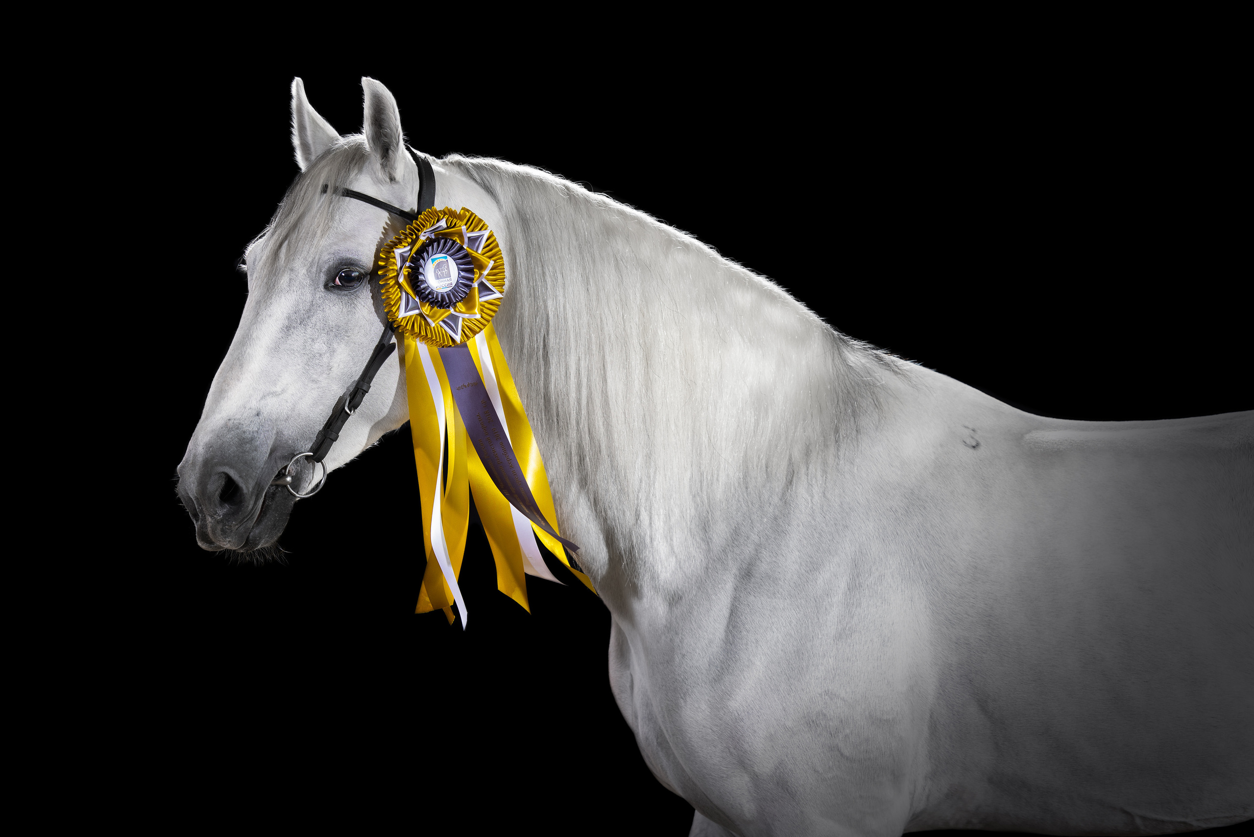 Экстерьерная съёмка лошадей. Mrs.Aquarelia Конный фотограф Марианна Леонтьева