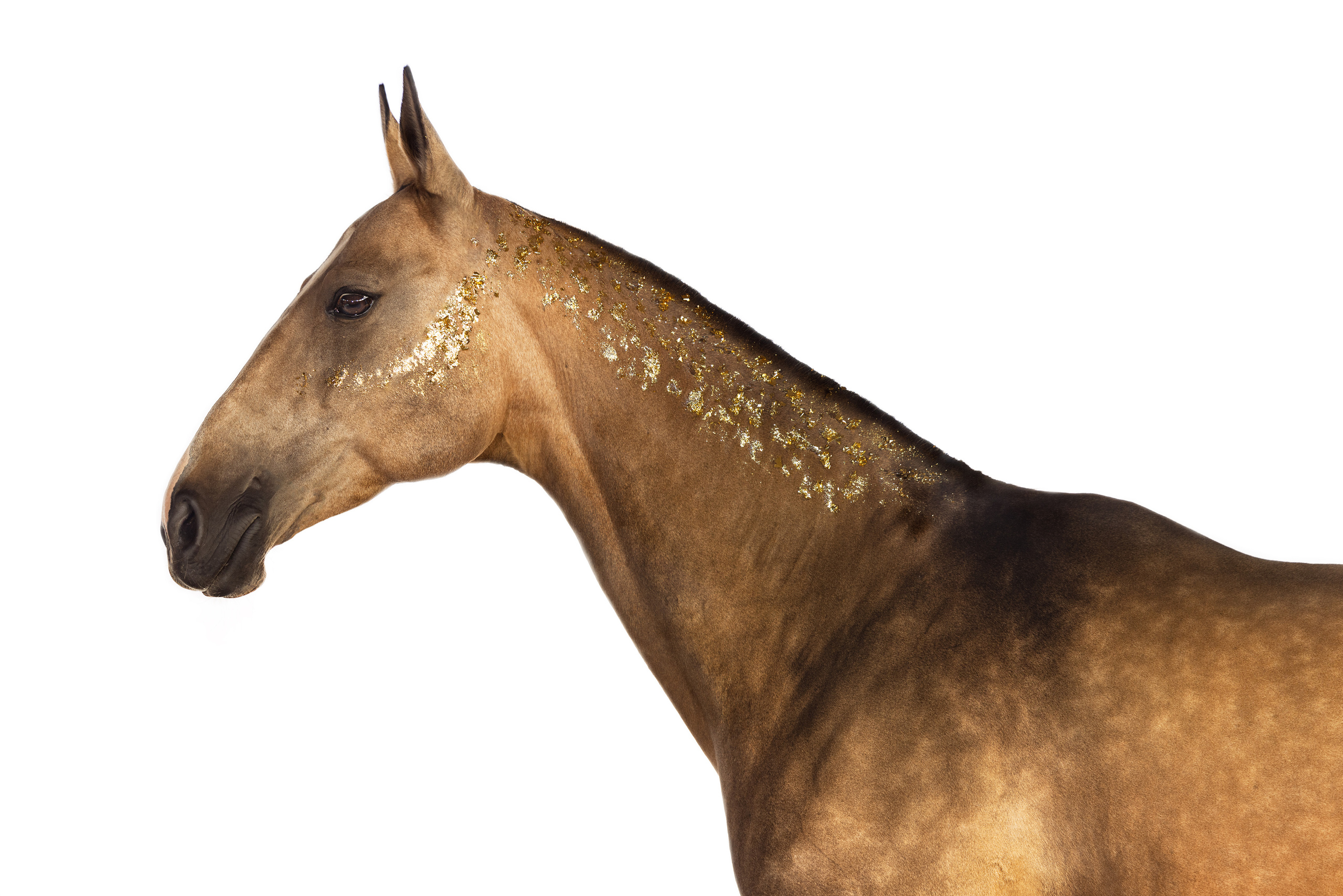 Конные фотосессии с использованием студийного оборудования. Mrs.Aquarelia Конный фотограф Марианна Леонтьева