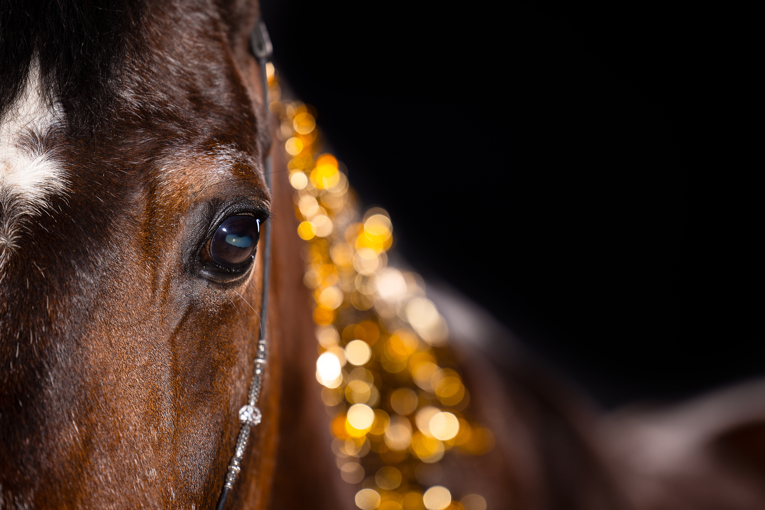 Конные фотосессии с использованием студийного оборудования. Mrs.Aquarelia Конный фотограф Марианна Леонтьева