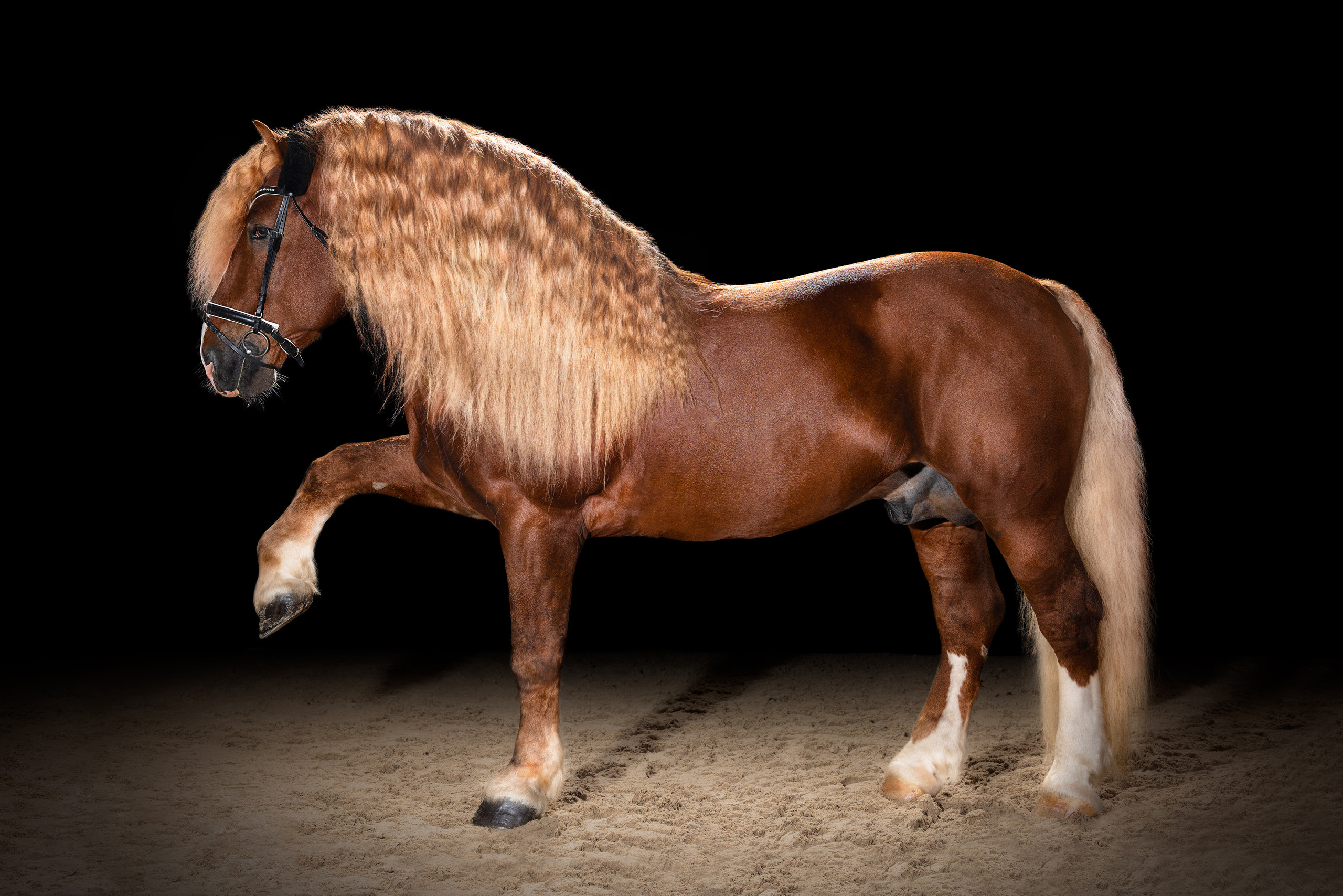 Экстерьерная съёмка лошадей. Mrs.Aquarelia Конный фотограф Марианна Леонтьева