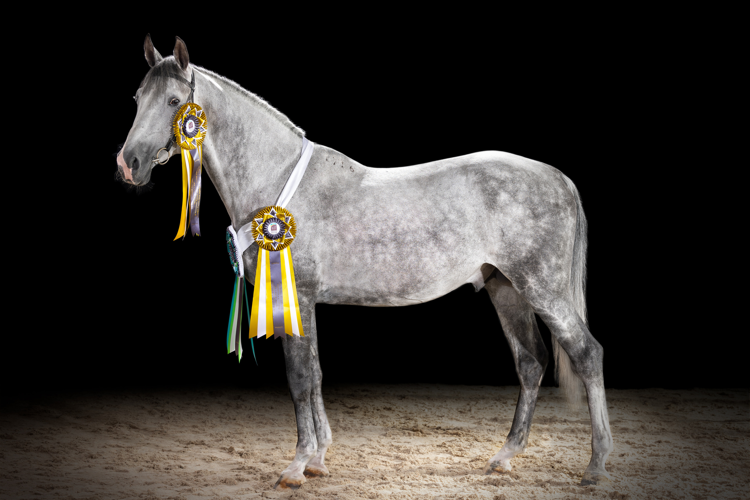 Экстерьерная съёмка лошадей. Mrs.Aquarelia Конный фотограф Марианна Леонтьева