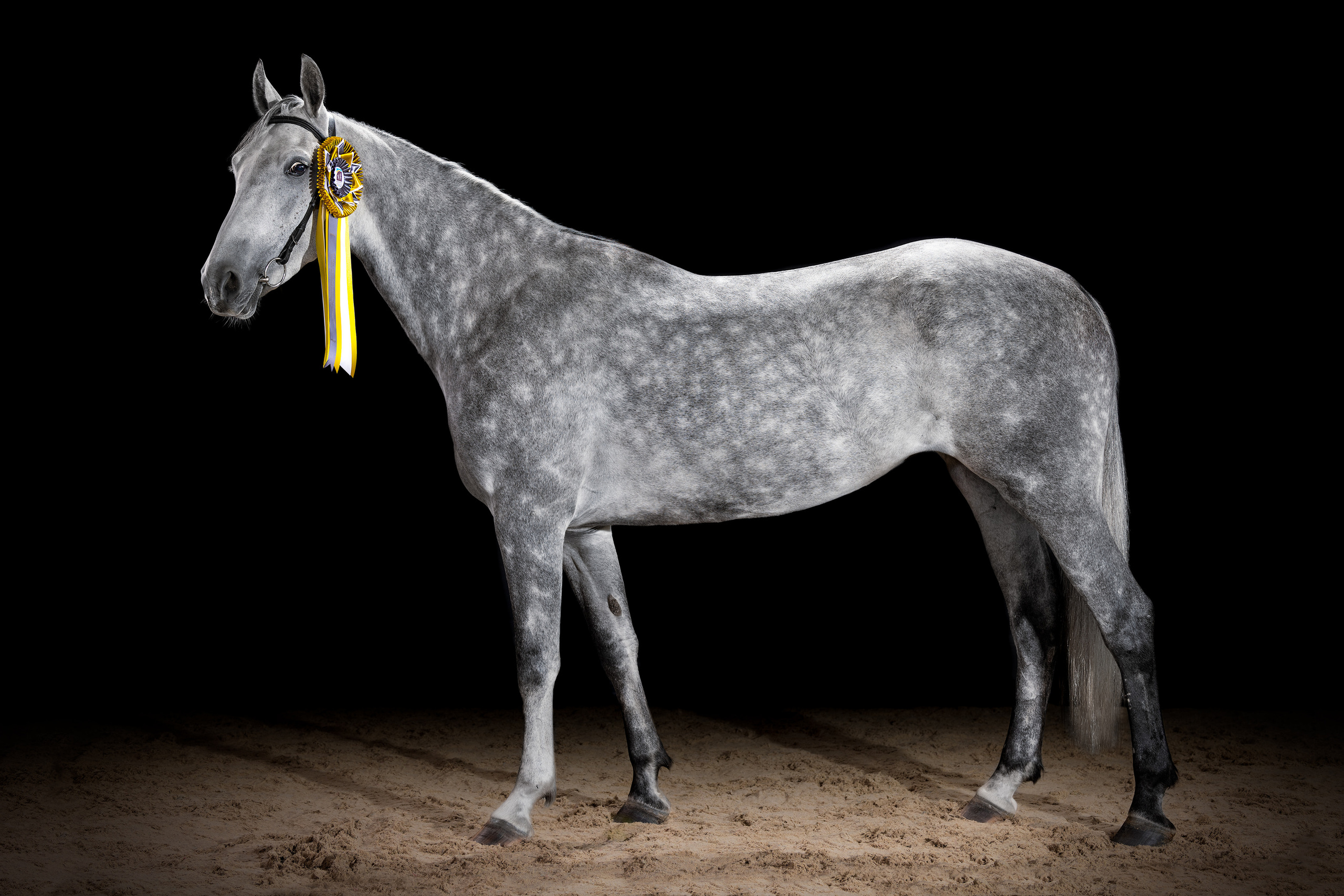 Экстерьерная съёмка лошадей. Mrs.Aquarelia Конный фотограф Марианна Леонтьева