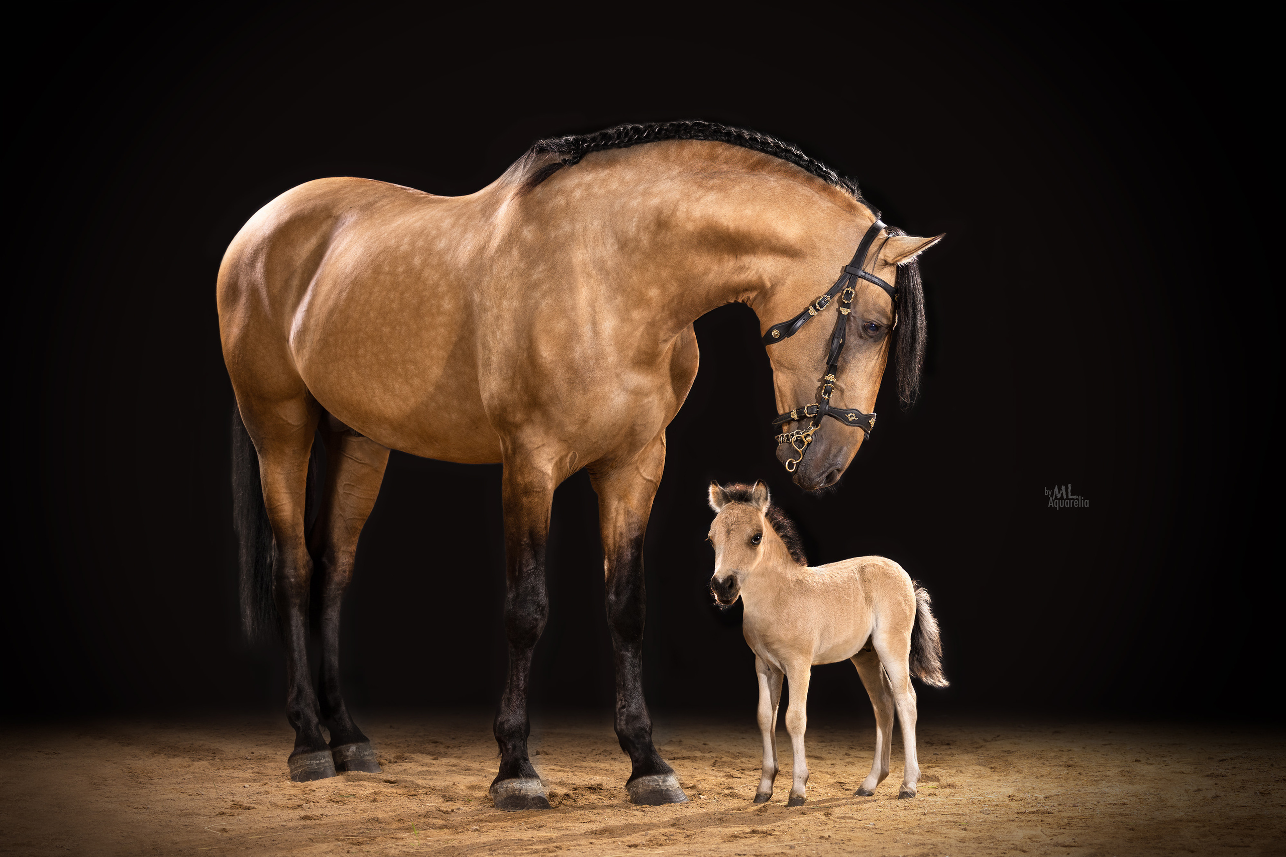 Конные фотосессии с использованием студийного оборудования. Mrs.Aquarelia Конный фотограф Марианна Леонтьева