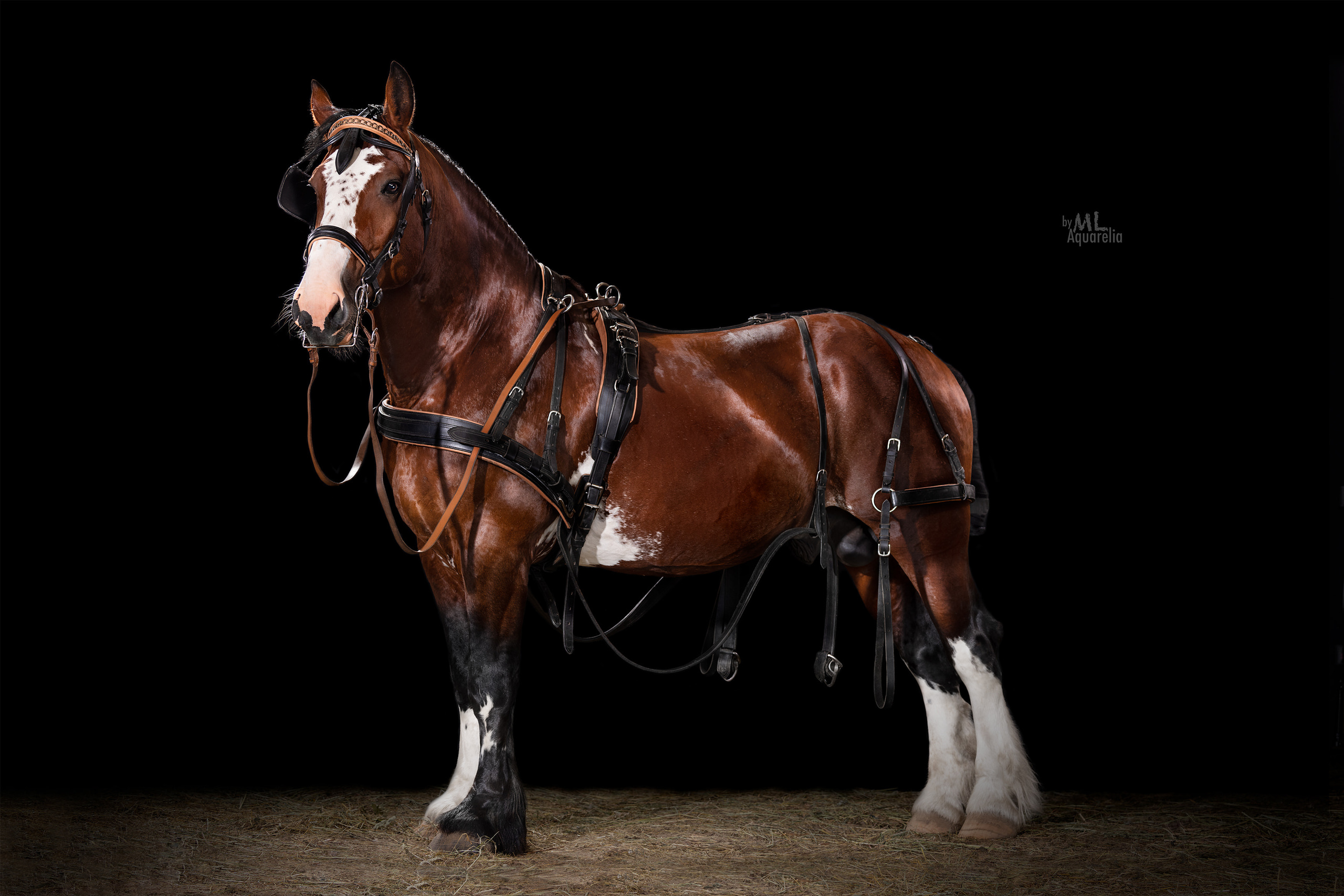 Экстерьерная съёмка лошадей. Mrs.Aquarelia Конный фотограф Марианна Леонтьева