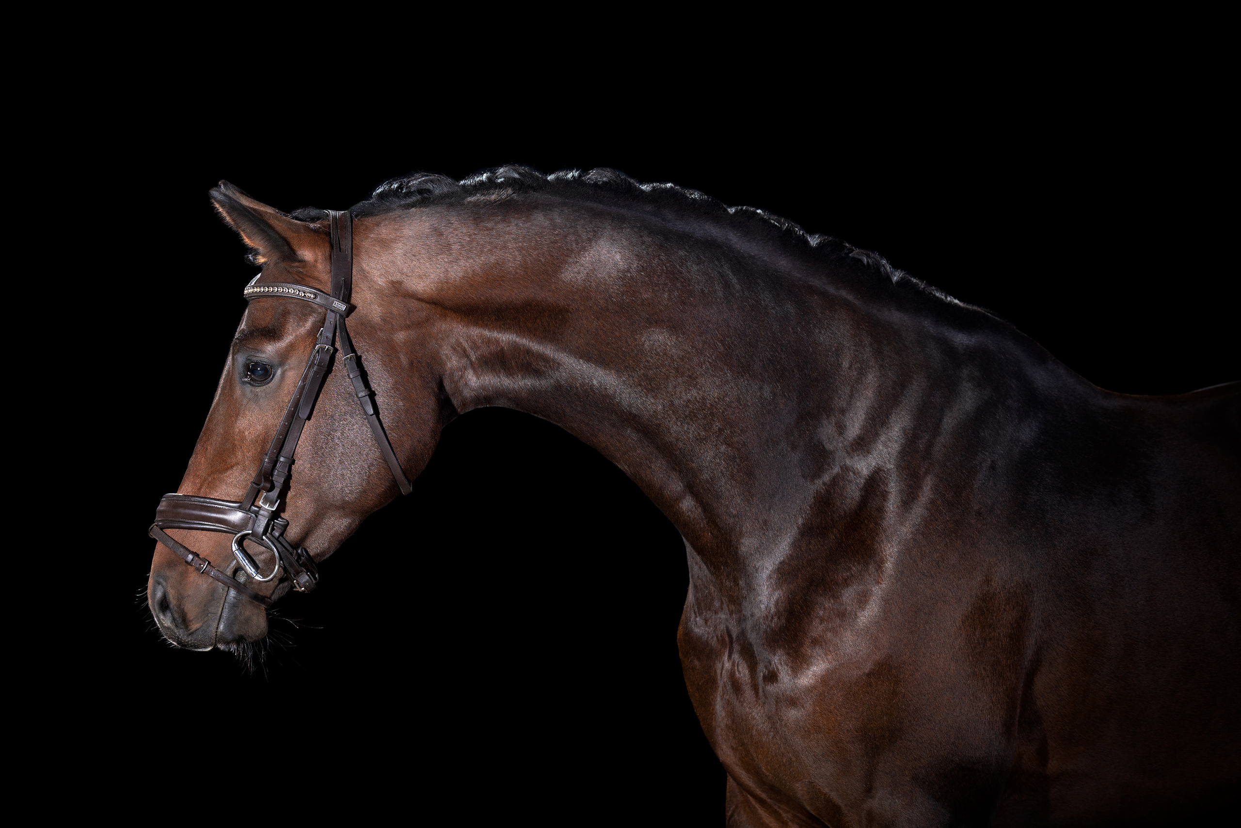 Экстерьерная съёмка лошадей. Mrs.Aquarelia Конный фотограф Марианна Леонтьева