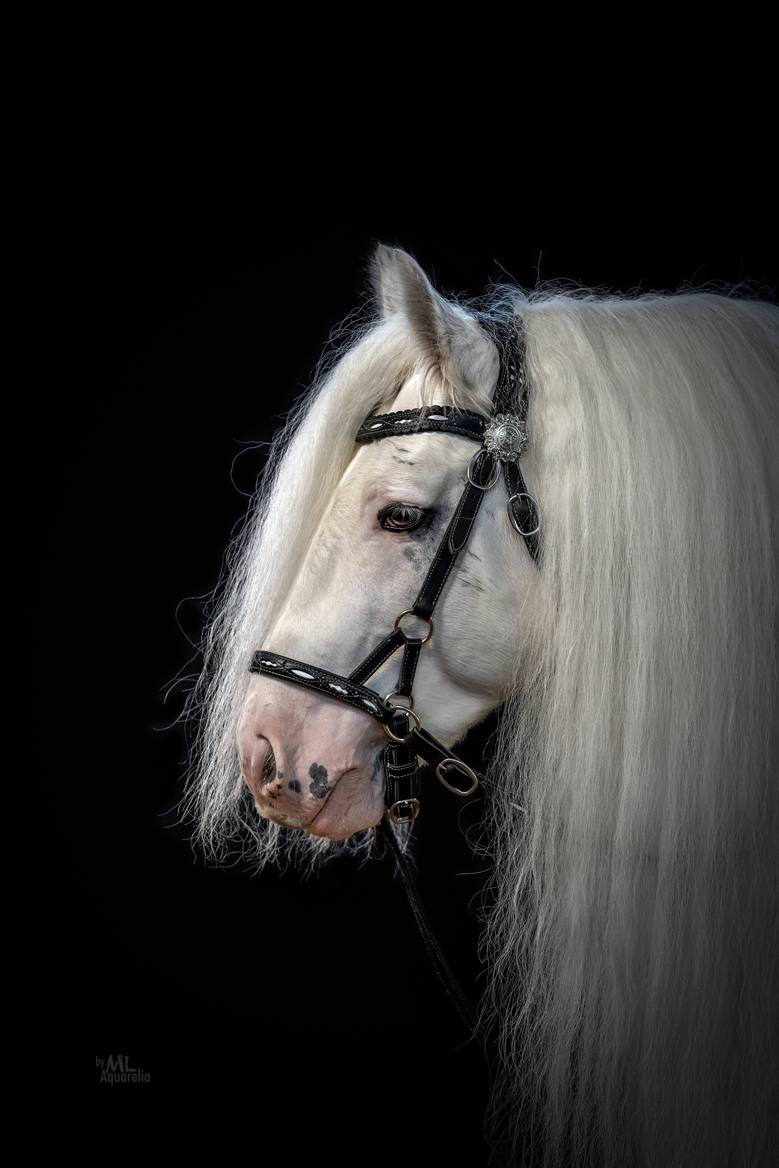 Конные фотосессии с использованием студийного оборудования. Mrs.Aquarelia Конный фотограф Марианна Леонтьева