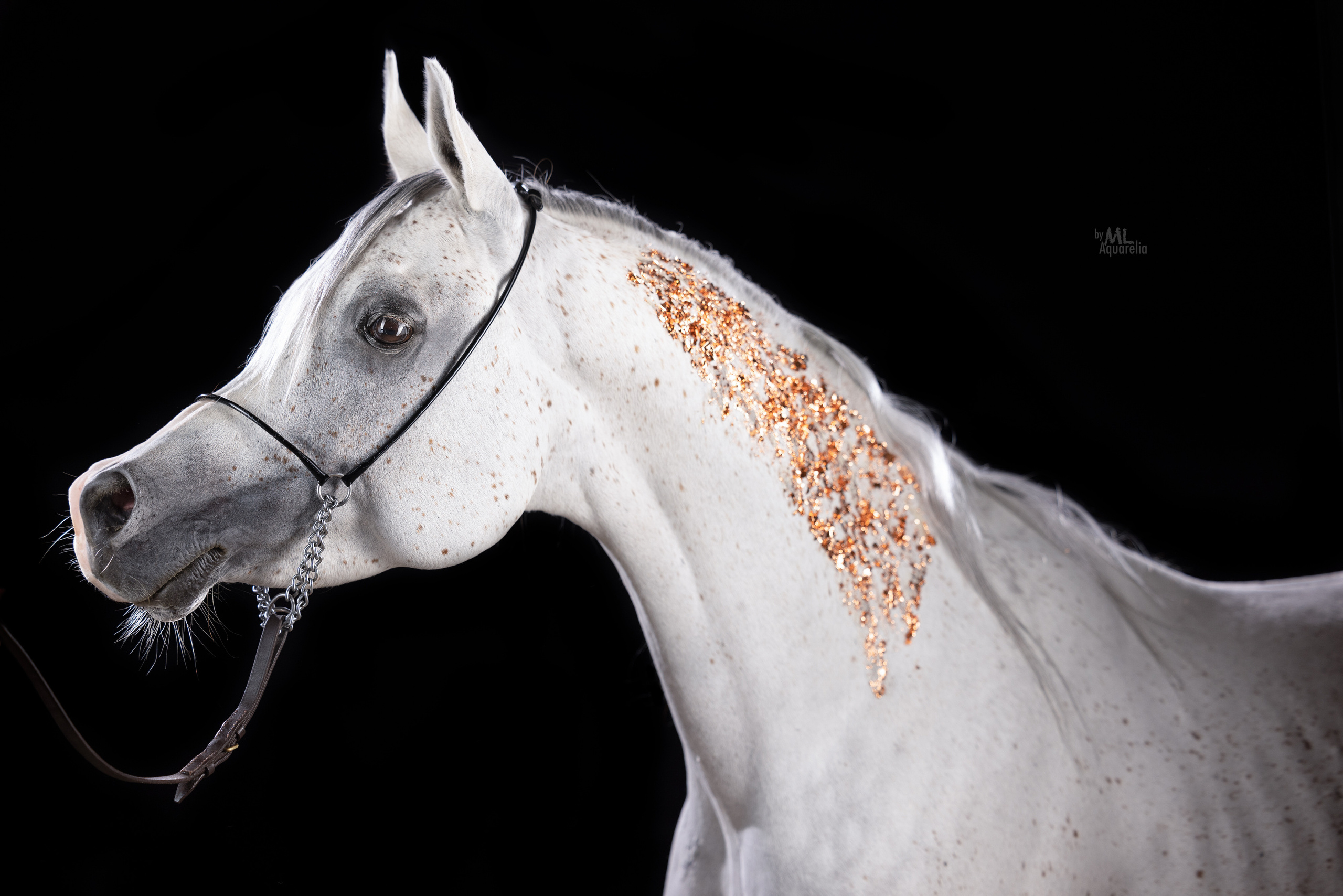 Экстерьерная съёмка лошадей. Mrs.Aquarelia Конный фотограф Марианна Леонтьева