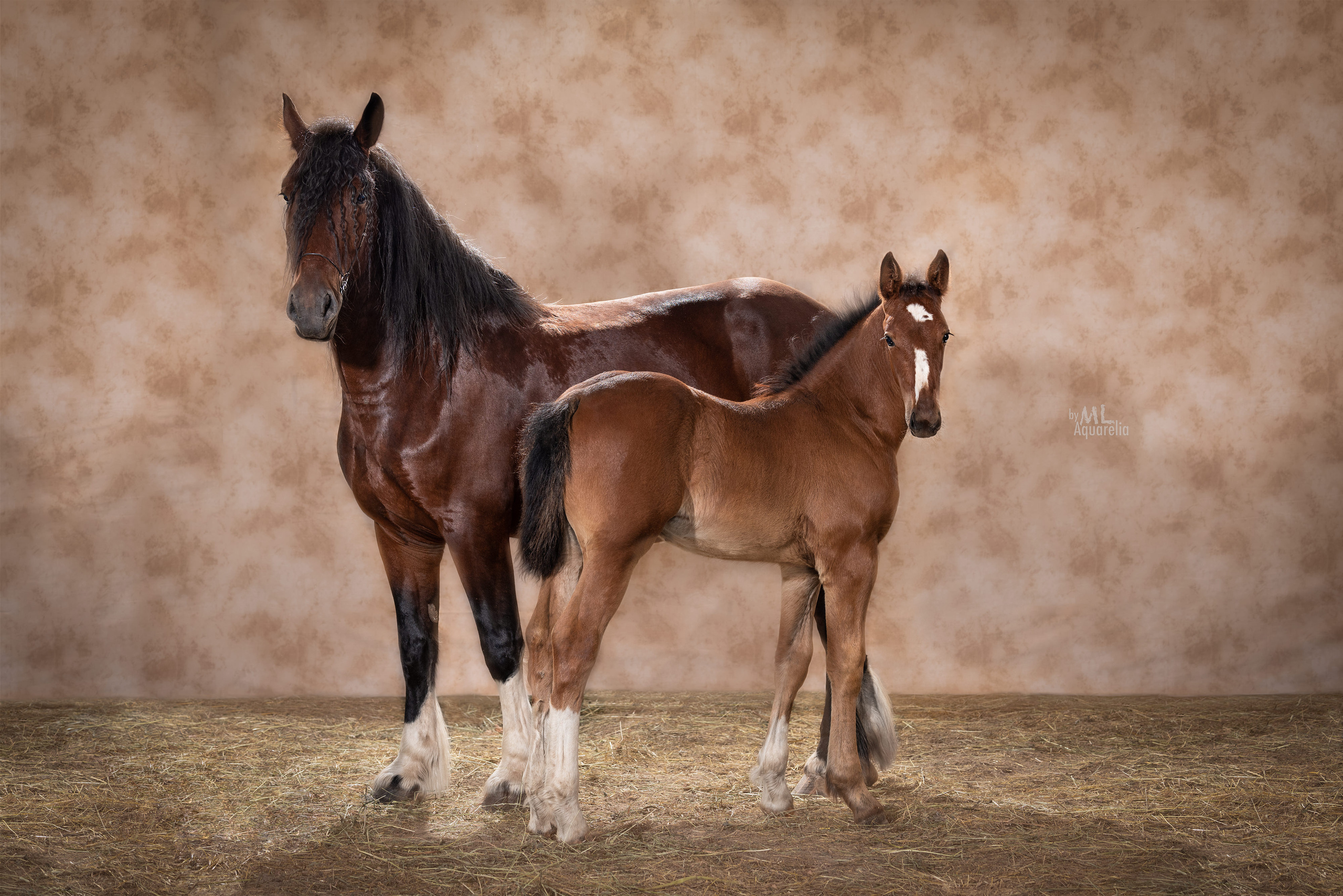 Экстерьерная съёмка лошадей. Mrs.Aquarelia Конный фотограф Марианна Леонтьева