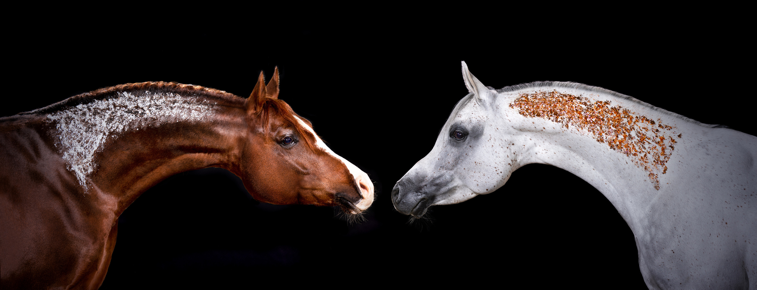 Конные фотосессии с использованием студийного оборудования. Mrs.Aquarelia Конный фотограф Марианна Леонтьева