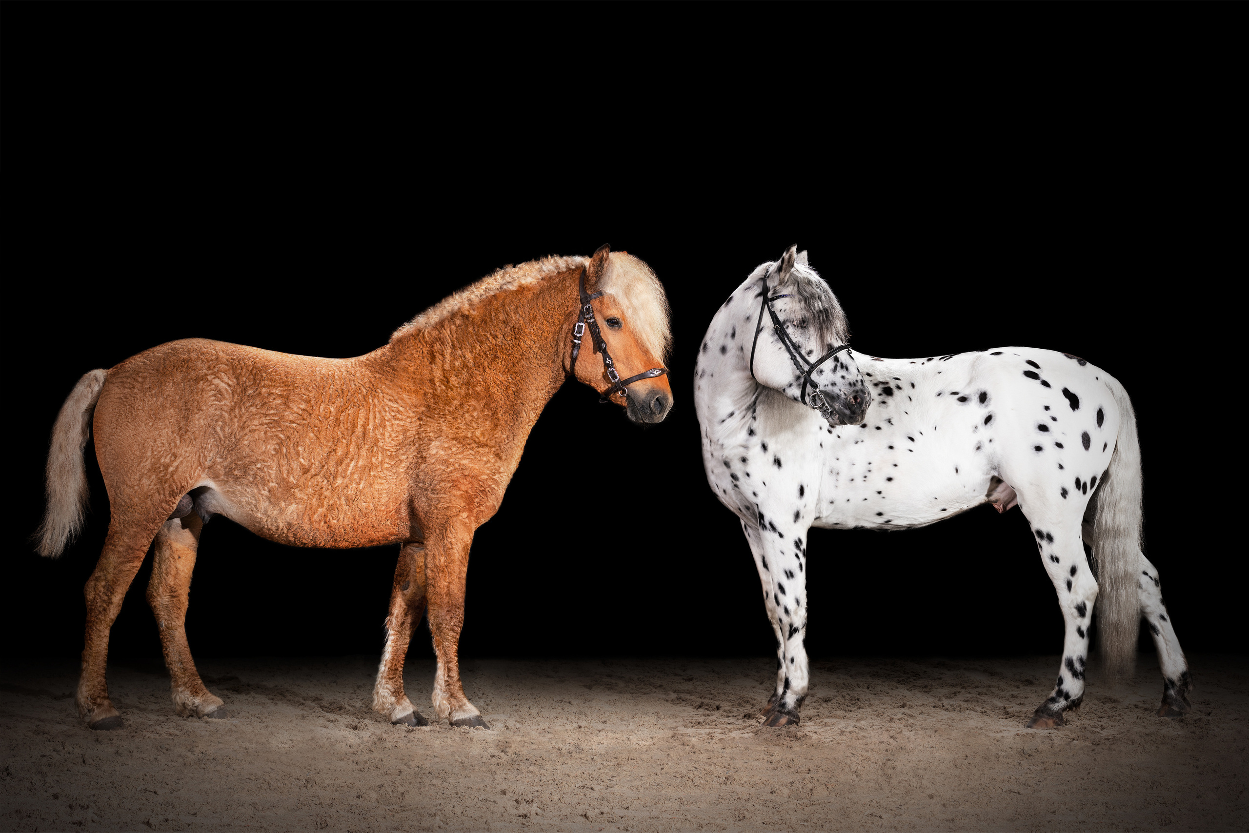 Экстерьерная съёмка лошадей. Mrs.Aquarelia Конный фотограф Марианна Леонтьева