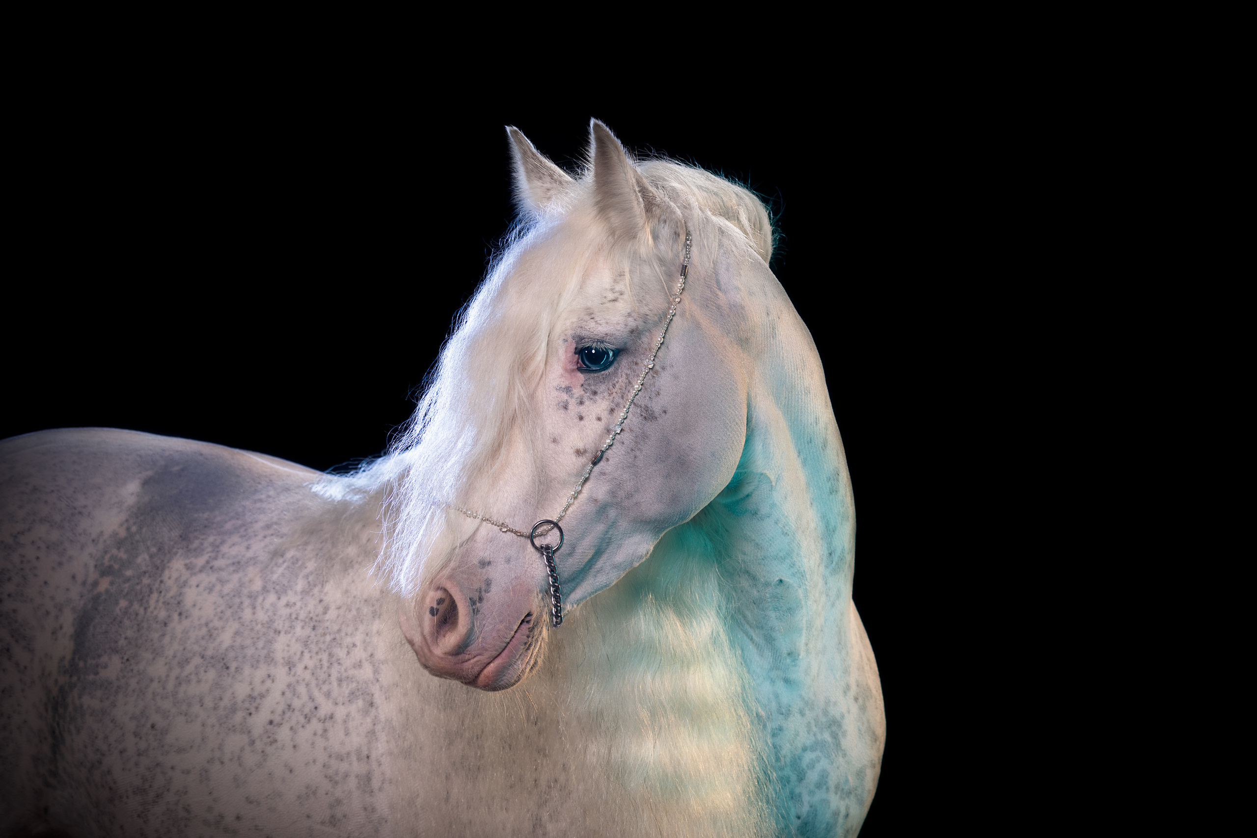 Конные фотосессии с использованием студийного оборудования. Mrs.Aquarelia Конный фотограф Марианна Леонтьева