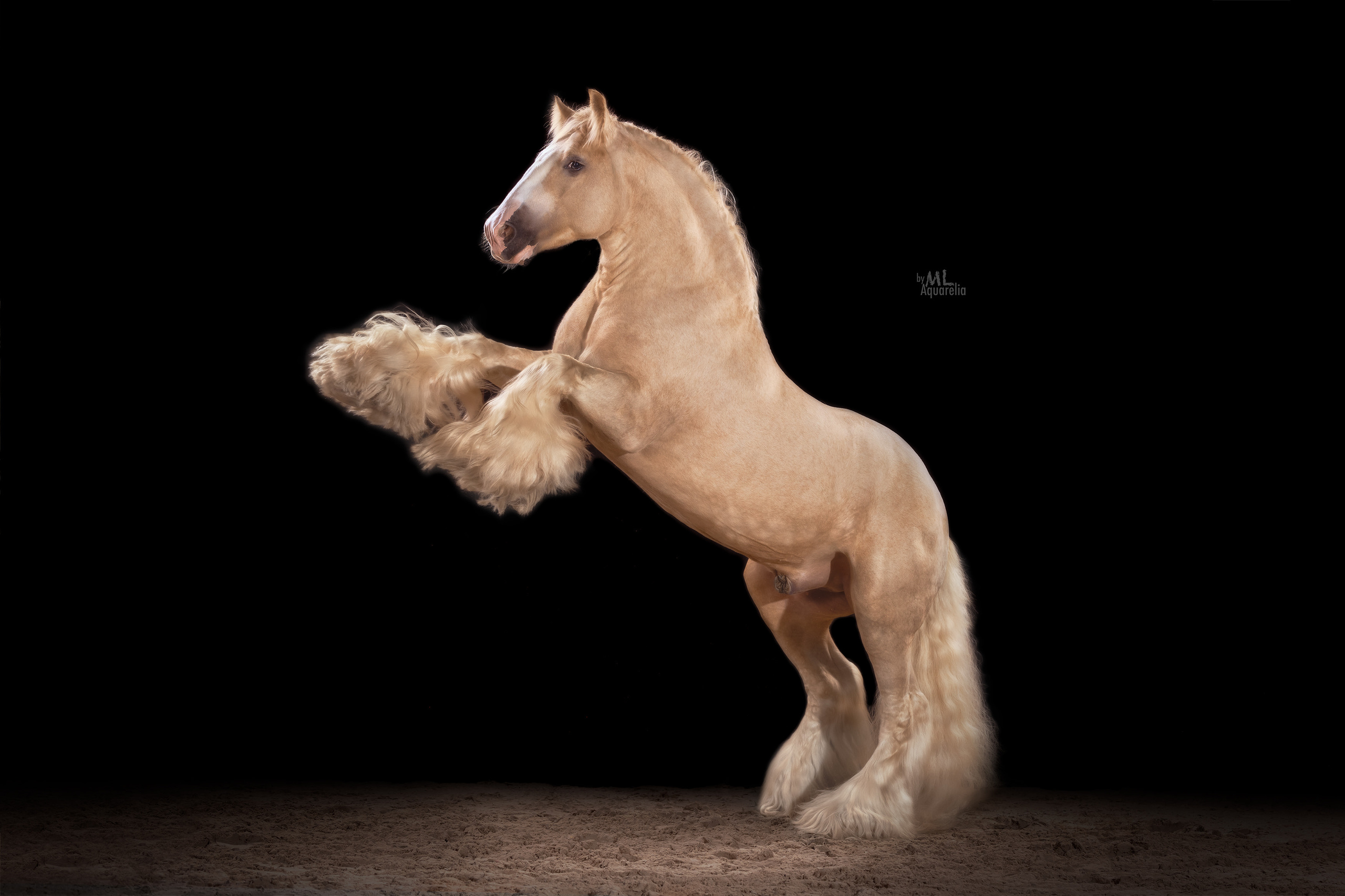 Конные фотосессии с использованием студийного оборудования. Mrs.Aquarelia Конный фотограф Марианна Леонтьева