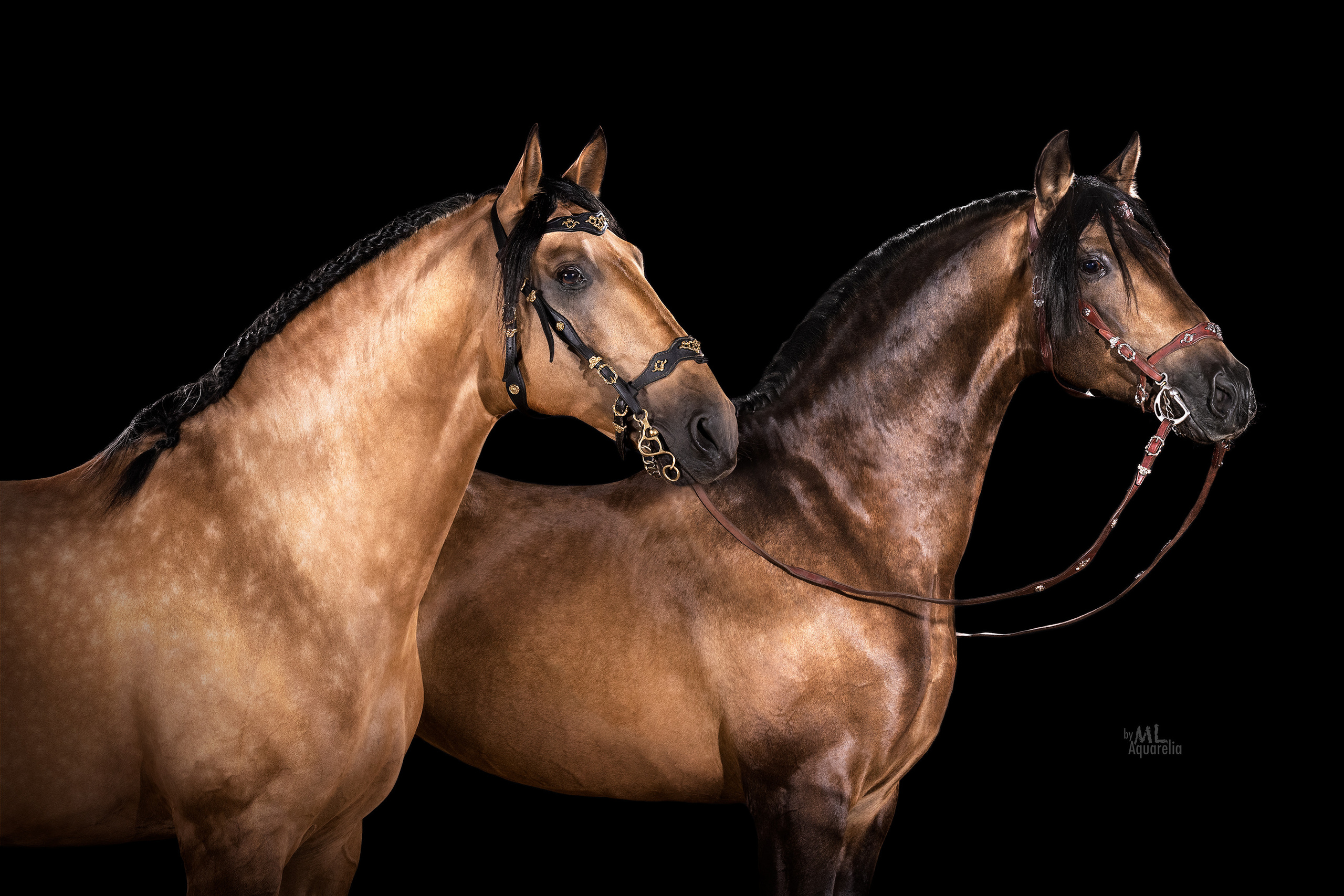 Конные фотосессии с использованием студийного оборудования. Mrs.Aquarelia Конный фотограф Марианна Леонтьева