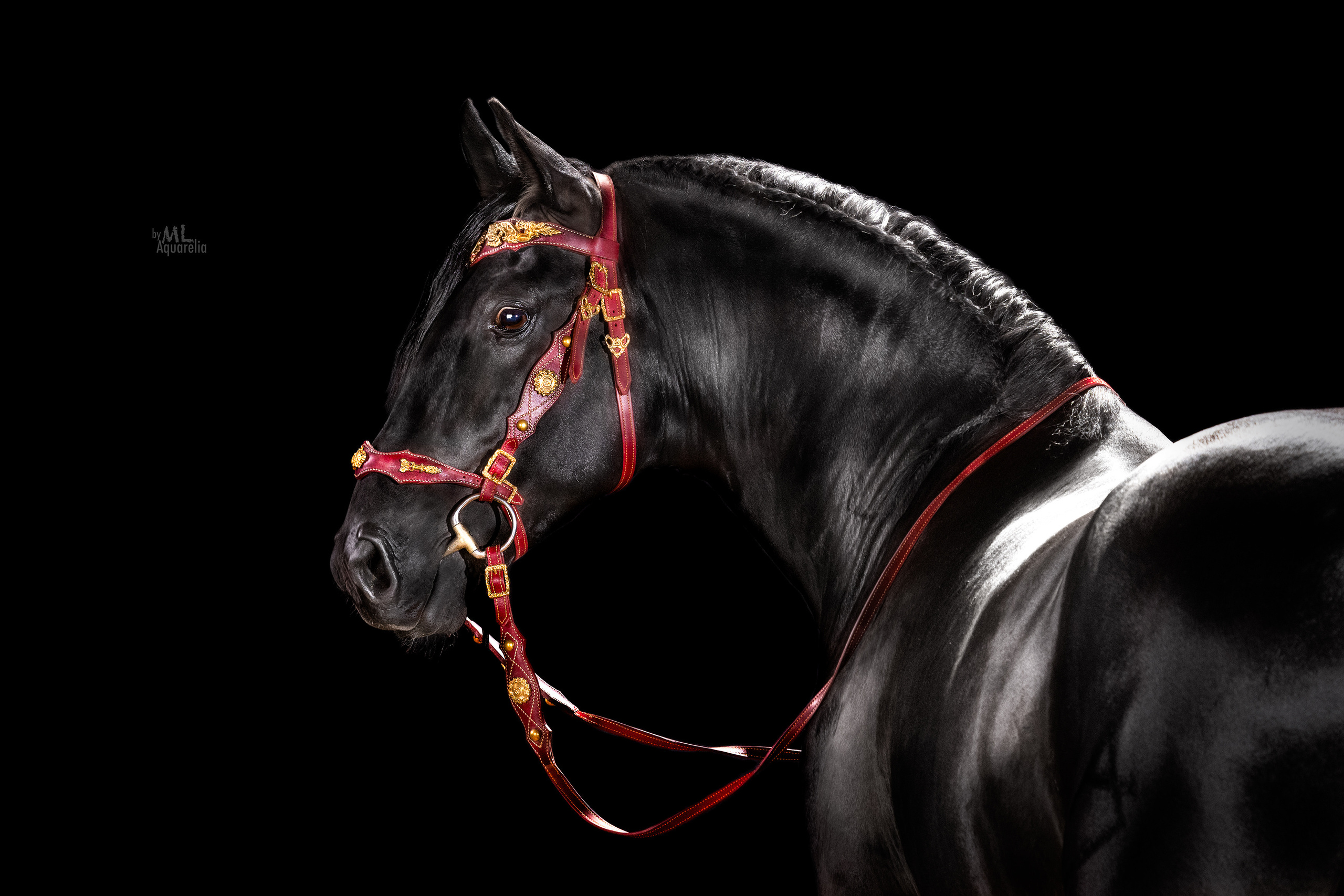 Экстерьерная съёмка лошадей. Mrs.Aquarelia Конный фотограф Марианна Леонтьева