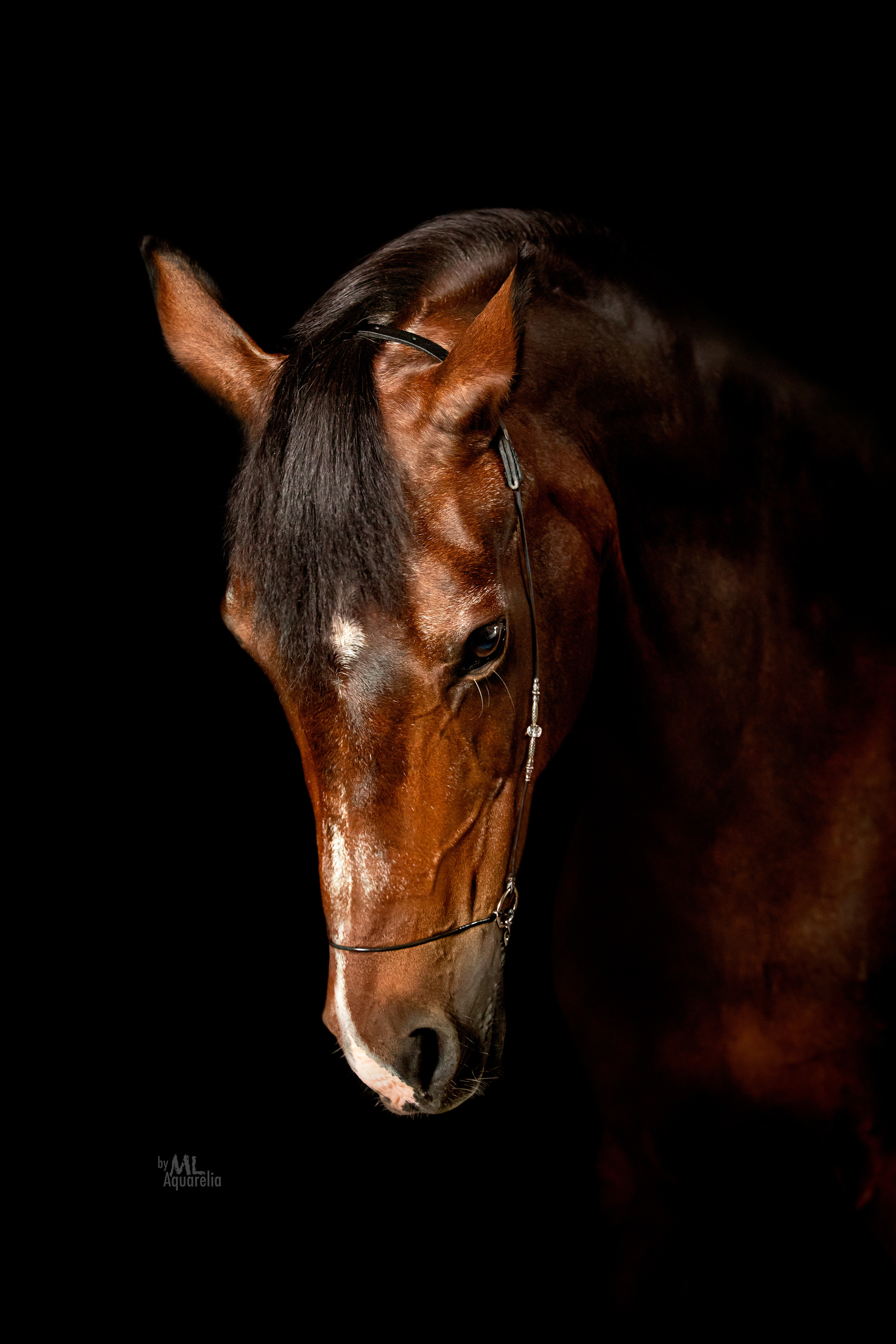 Конные фотосессии с использованием студийного оборудования. Mrs.Aquarelia Конный фотограф Марианна Леонтьева