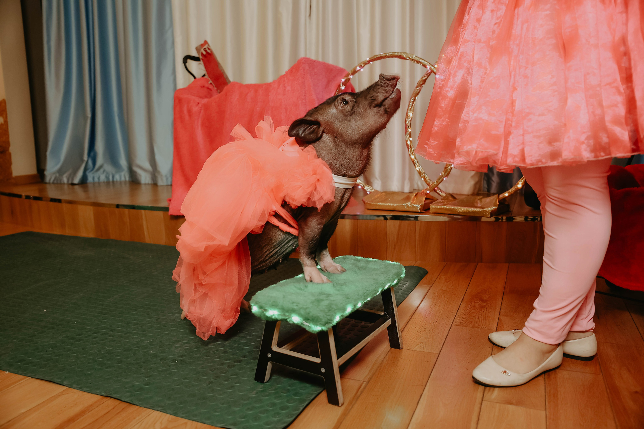 Белле 5 лет. Фотограф в Москве и любой точке земного шара Алёна Вялова (Чулкова)