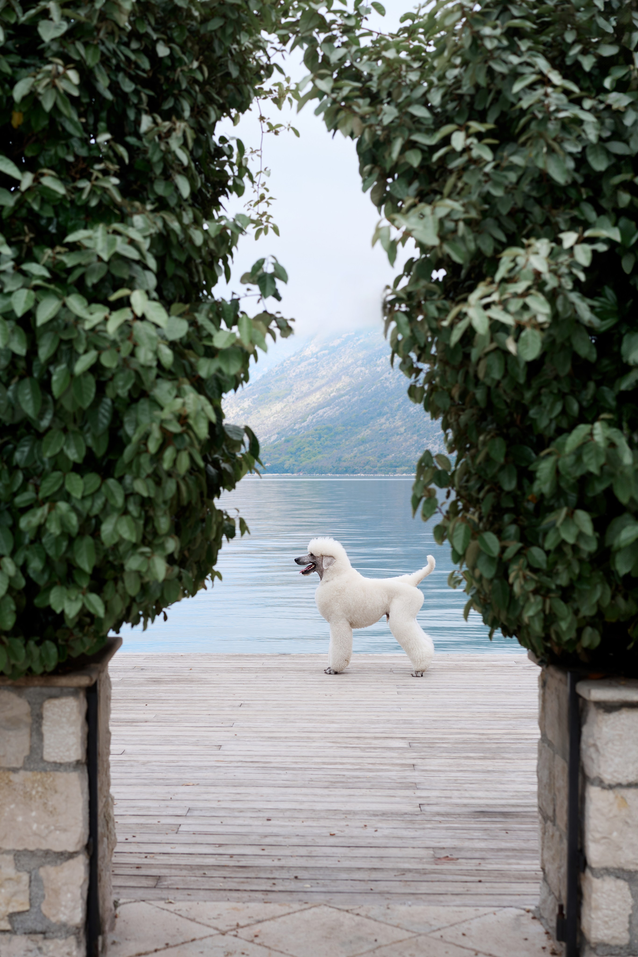 Photo of dogs in nature. landscape with dog. Dog photographer Averianova Anna — Art photography of dogs