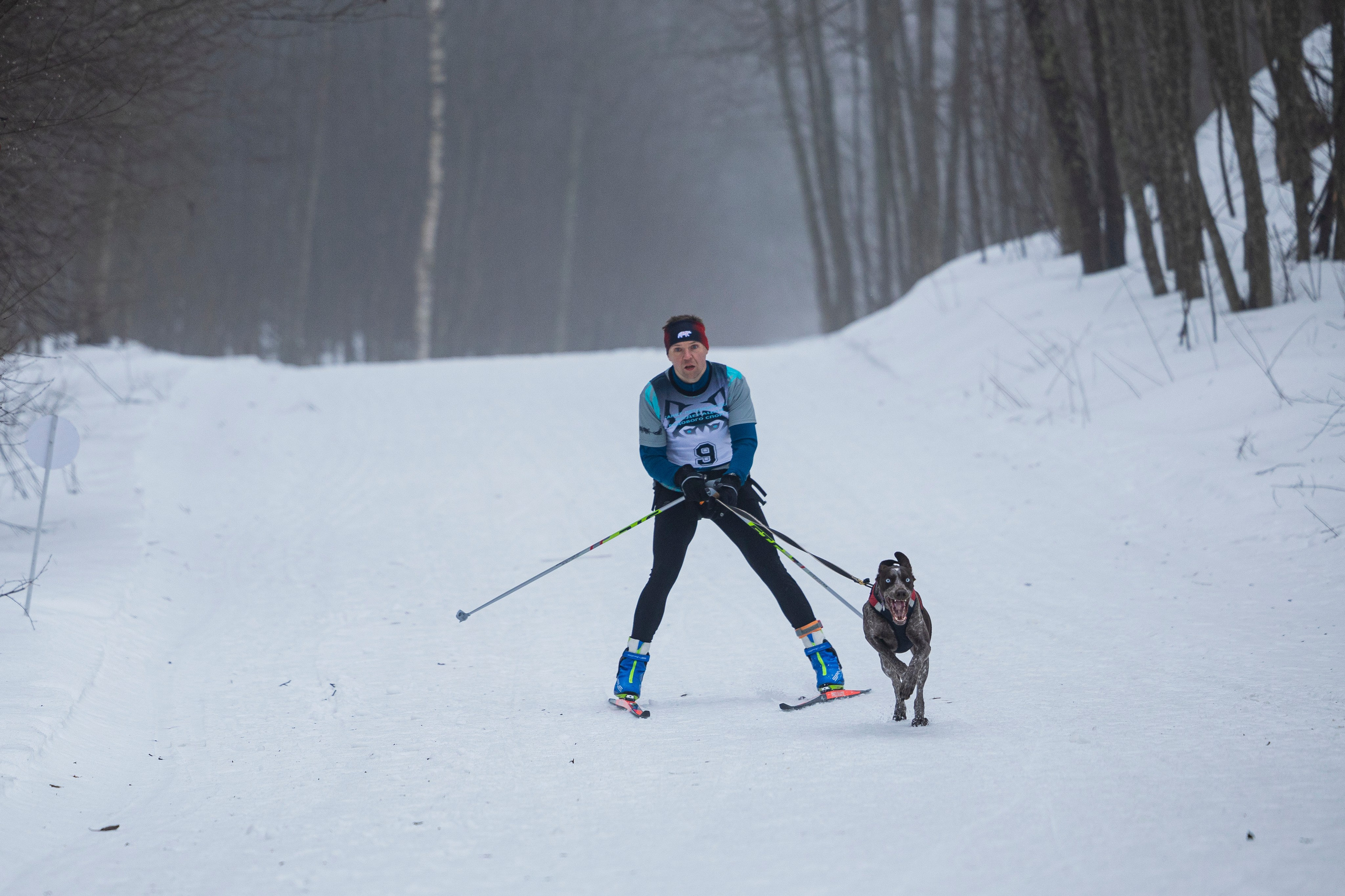 Зимний Чемпионат Санкт-Петербурга по ездовому спорту. Фотограф-анималист Анна Маринич