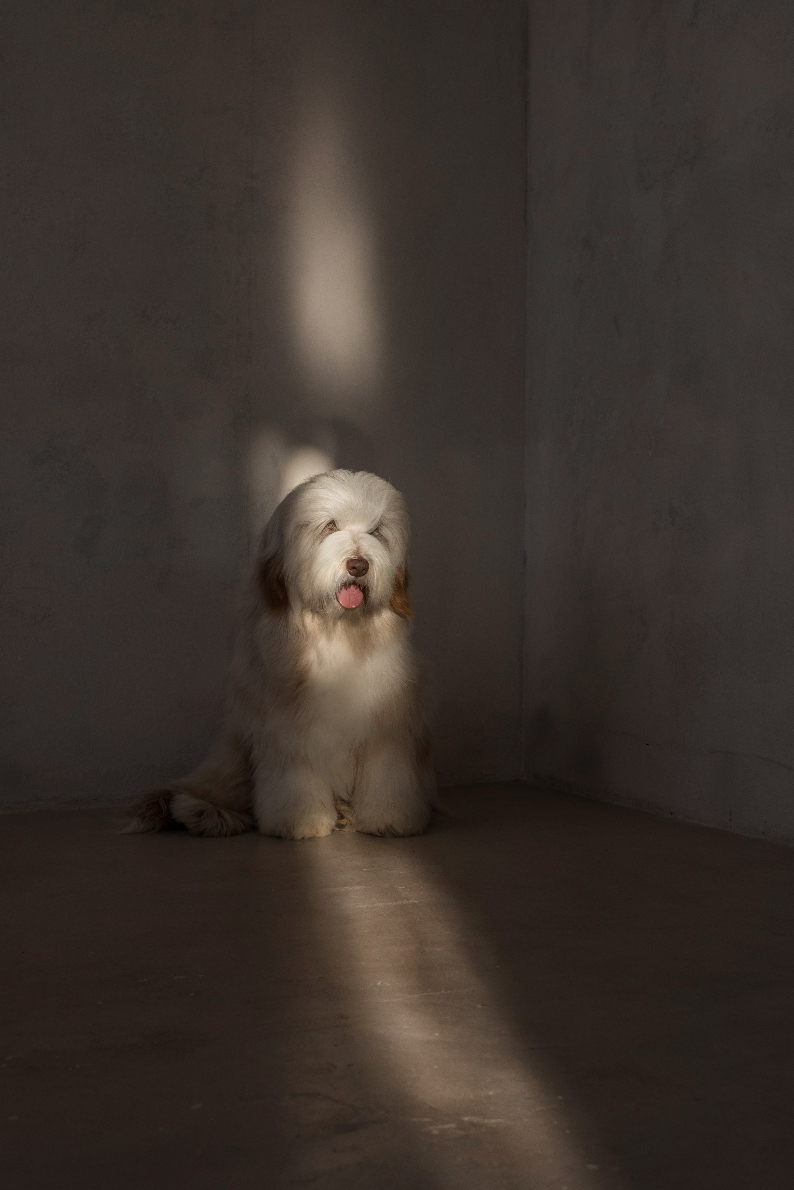 Портфолио. Фотограф-анималист в Екатеринбурге Марина Шишкина