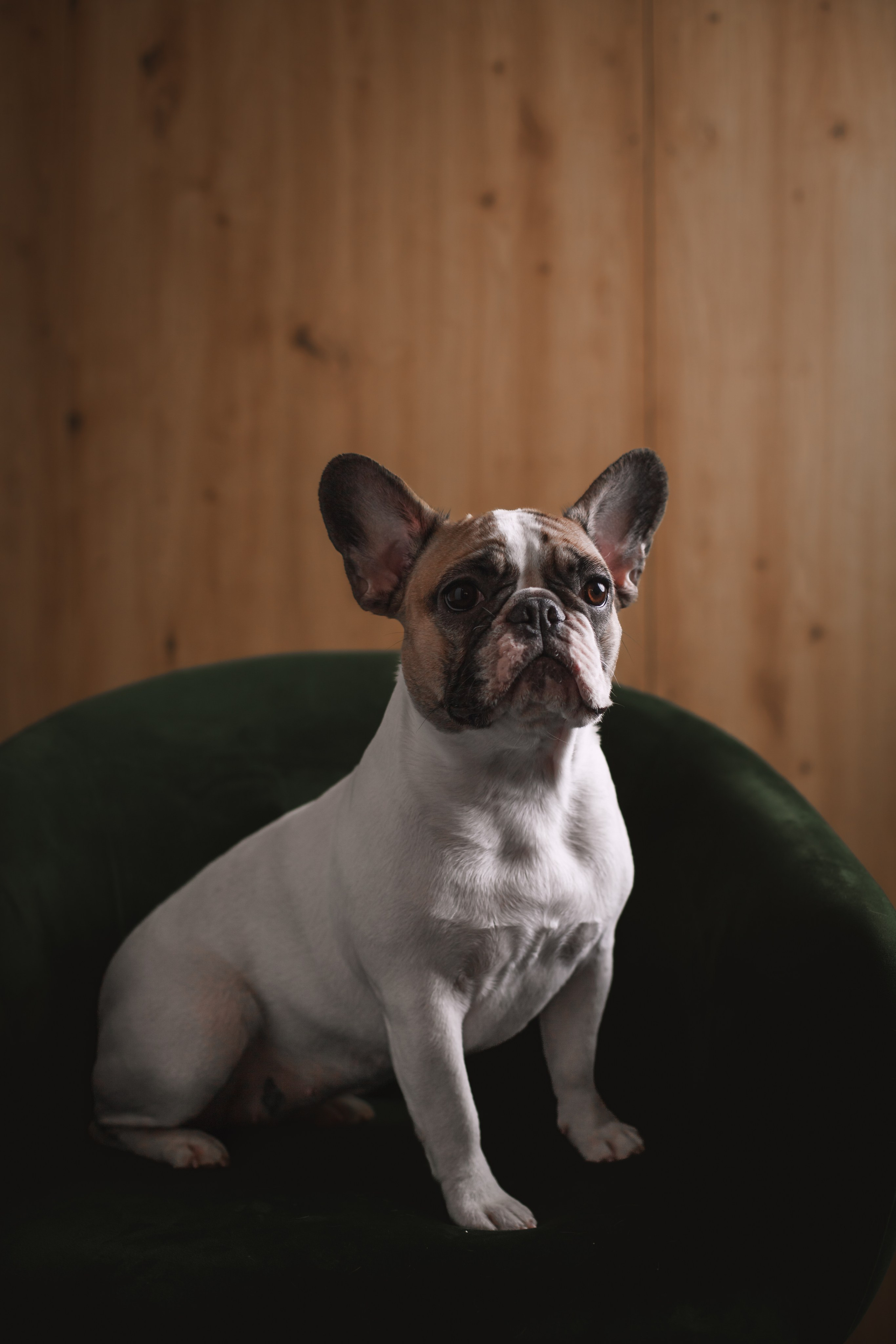 Бульвстреча 2025. Фотограф-анималист Татьяна Степанова