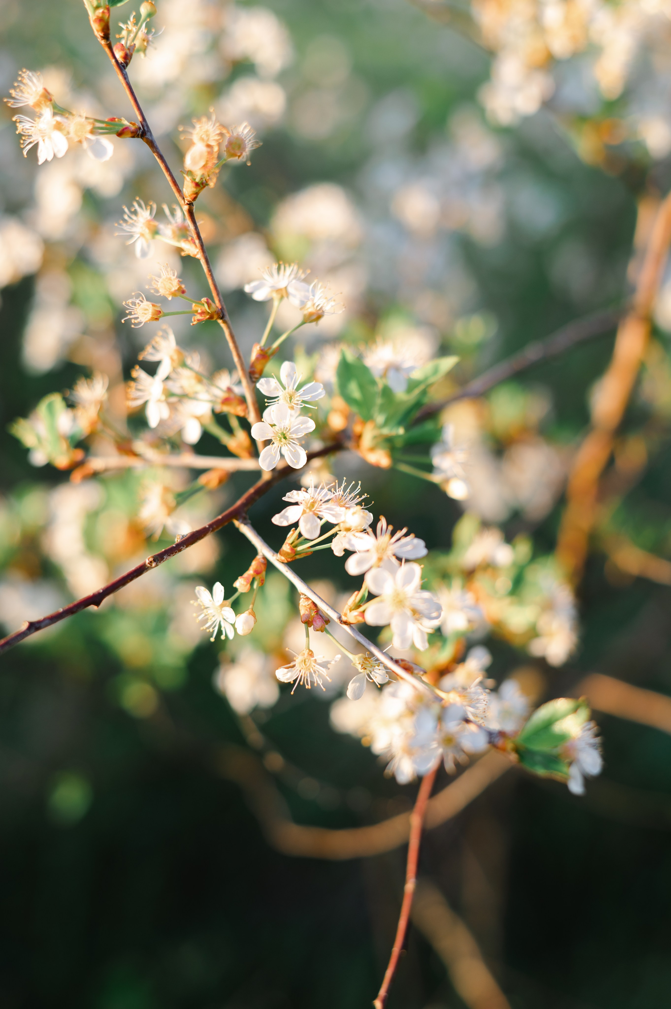 Летняя фотосессия. Фотограф в Кирове Инна Софронова