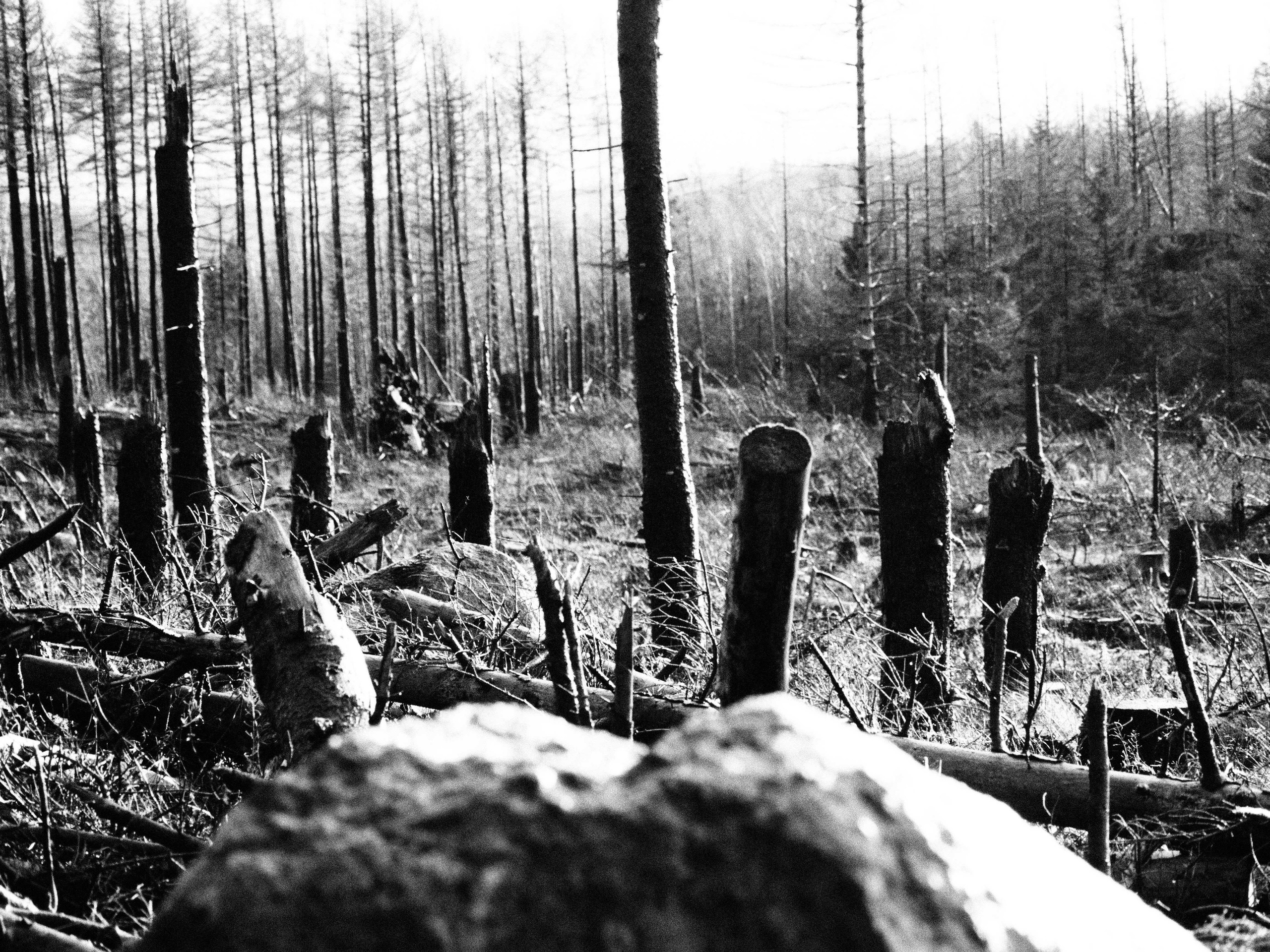 Таинственный лес. Репортажный фотограф в Берлине Александра Герман
