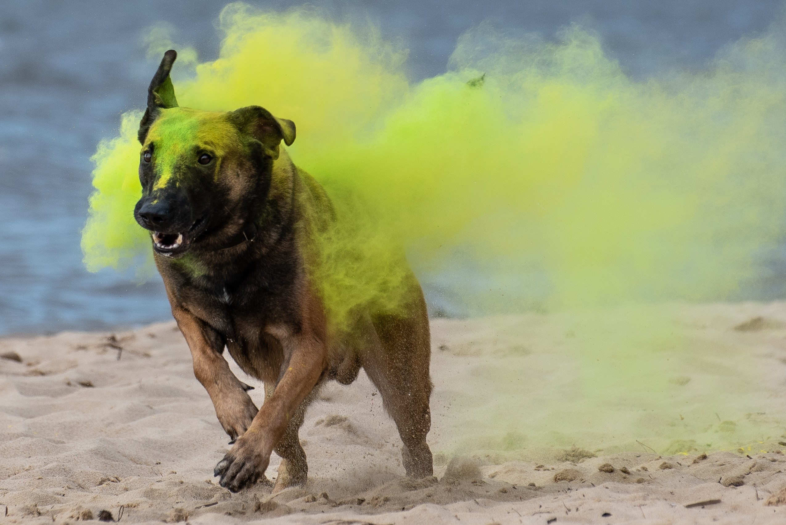 Фотосессия краски холи с собакой. Фотограф Макс Огурцов в Нижнем Новгороде