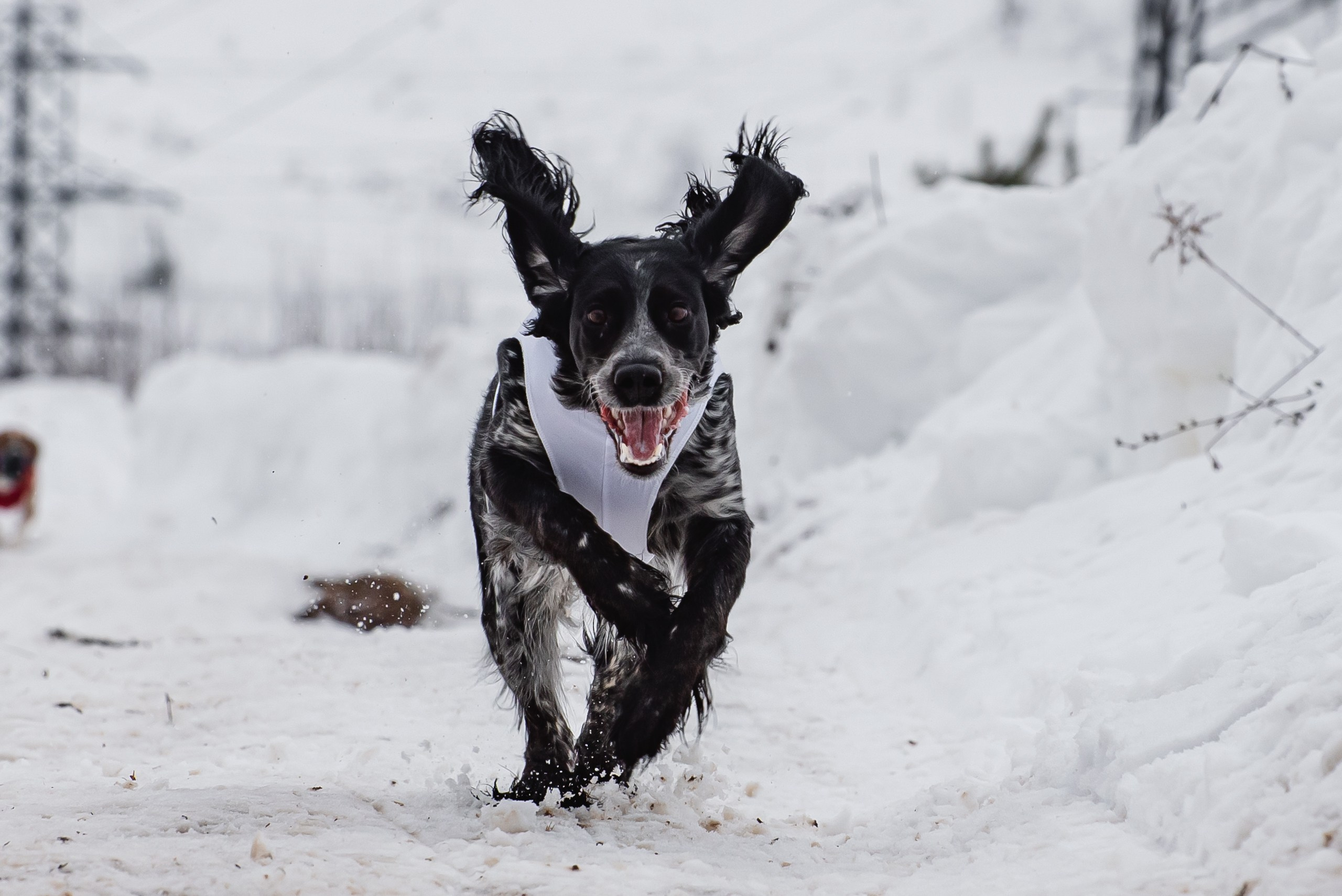 Спортивный фотограф анималист курсинг. Фотограф Макс Огурцов в Нижнем Новгороде