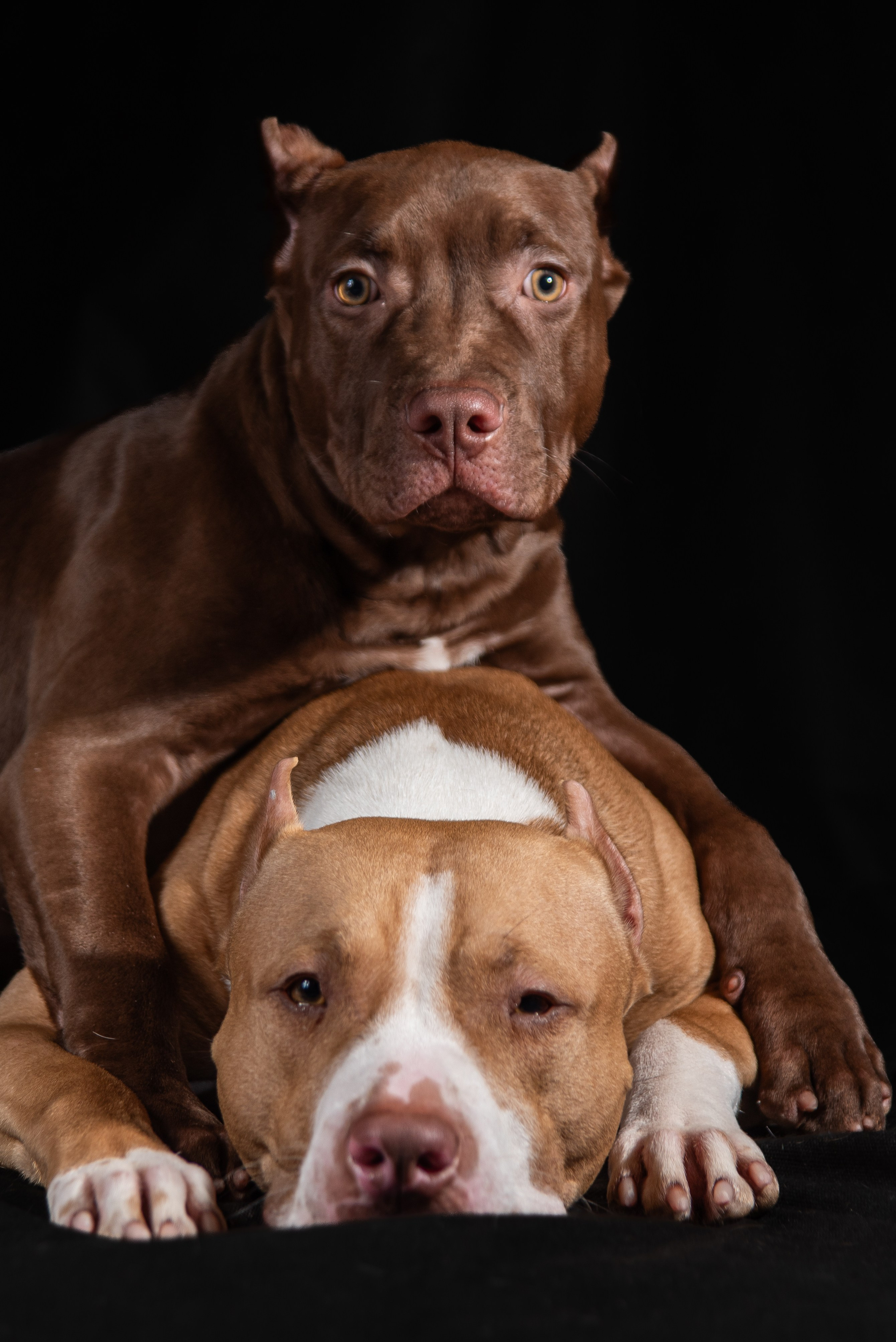 Фотосессия собак на черном фоне в Нижнем Новгороде. Фотограф Макс Огурцов в Нижнем Новгороде
