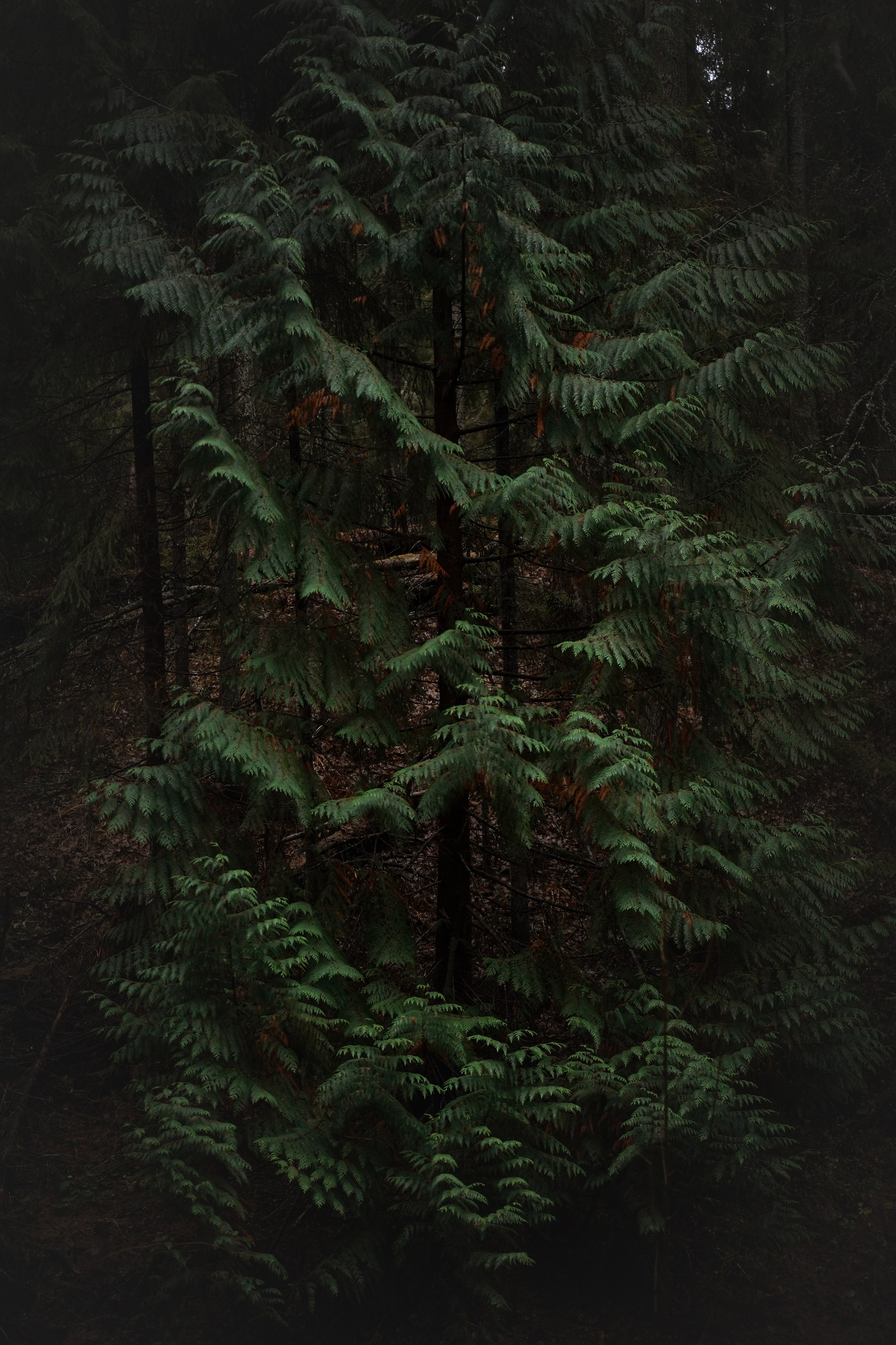 Панда Ноябрь. Фотограф-анималист в Санкт-Петербурге Яна Мартынова