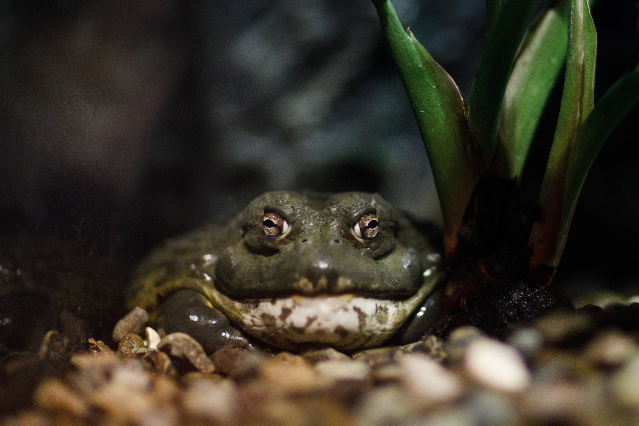 Дубай 2023. Руслан Плахтеев