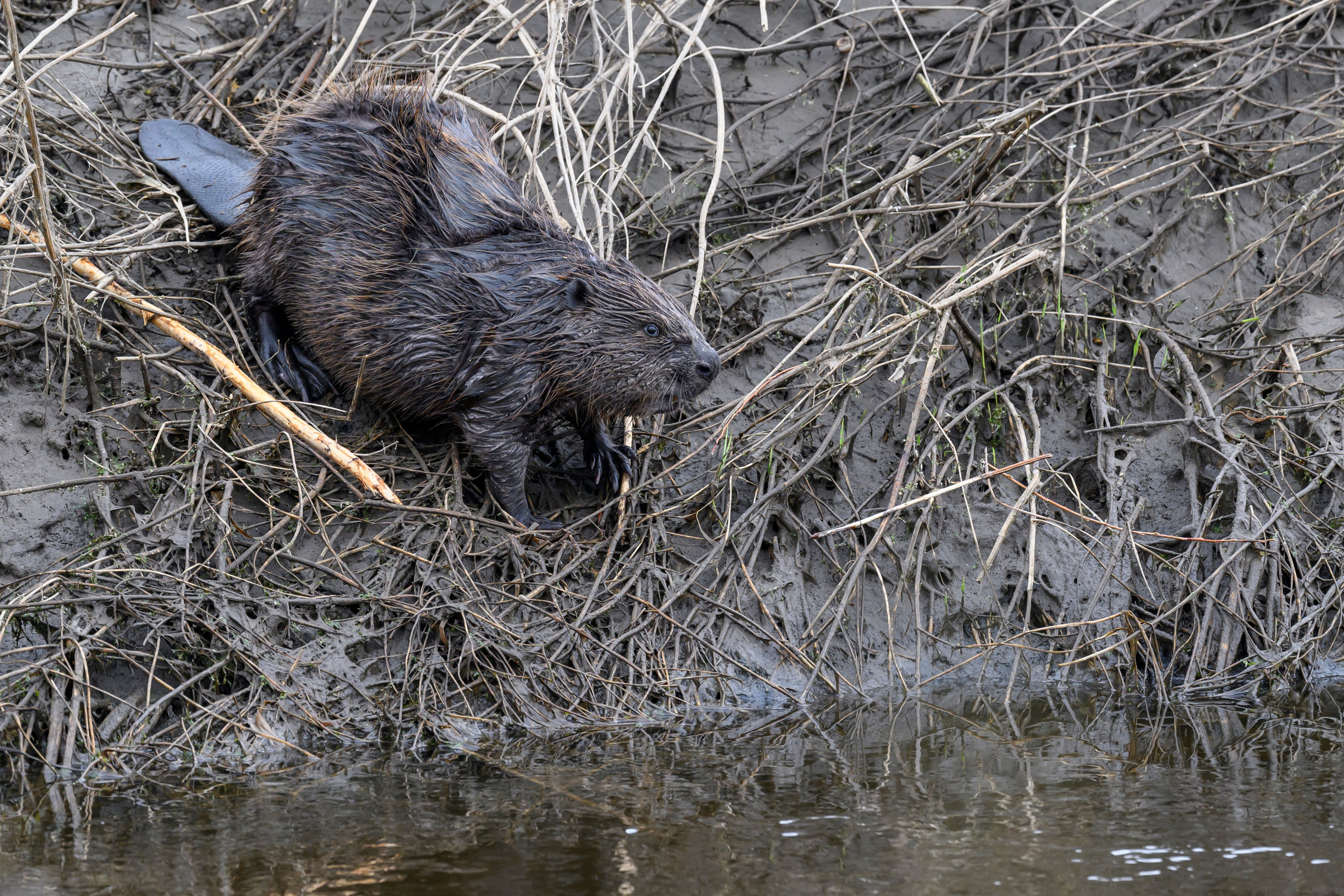 Бобр и куропатки. Wildlife photography by Sergey Puponin