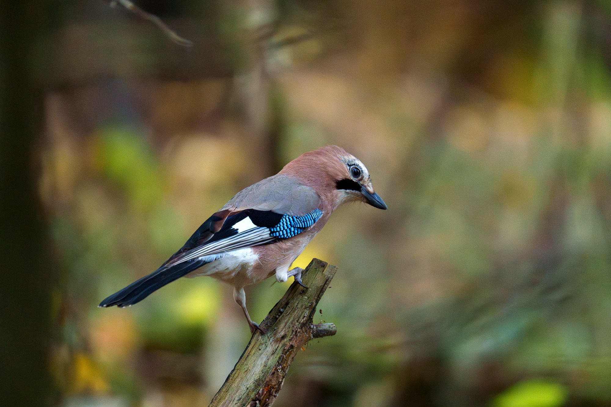 Удивительные мир птиц. Вокруг нас столько прекрасного — присмотритесь!. Ваш личный фотограф Марина Волкова