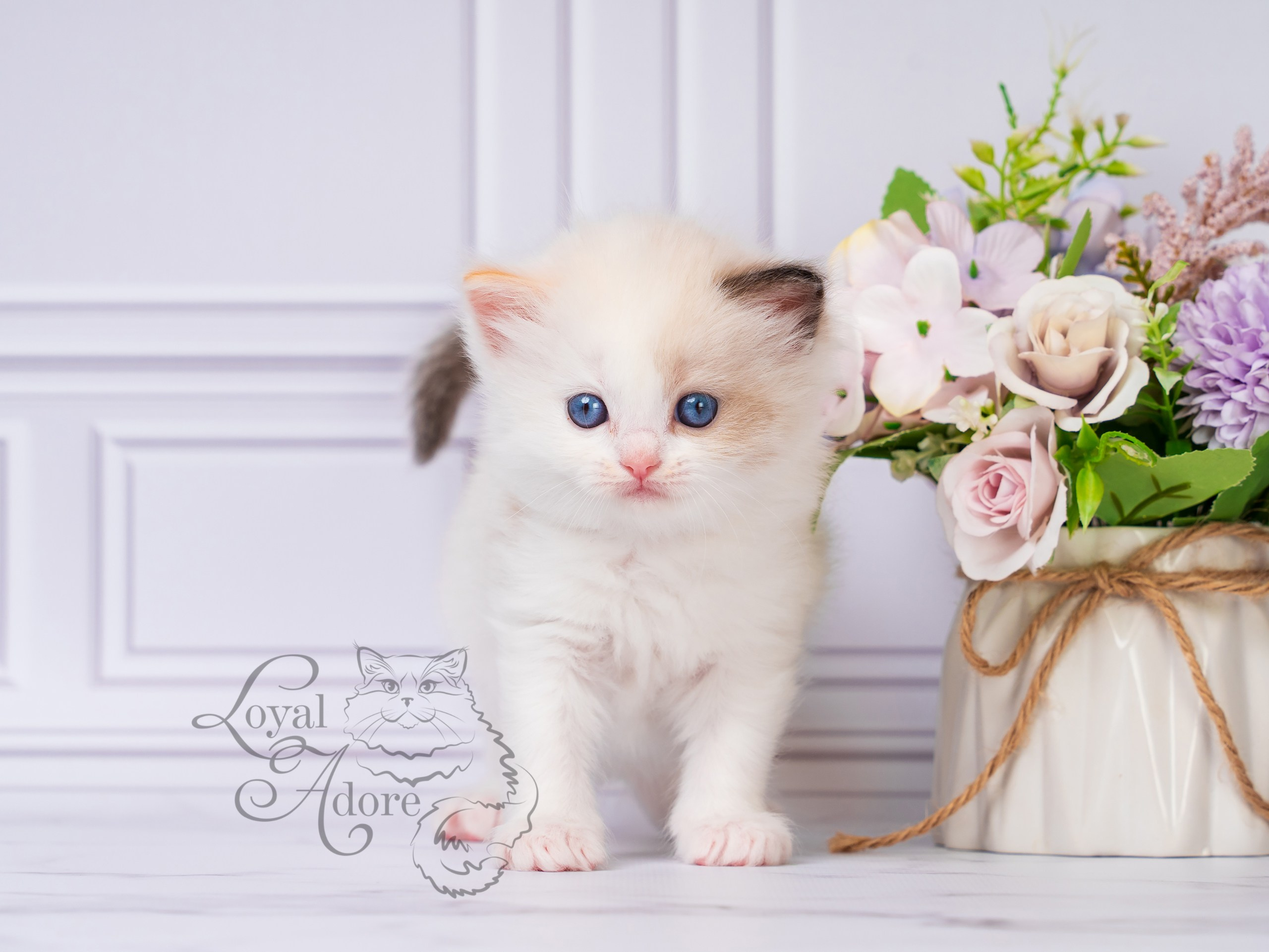 Котята рэгдолл от Loyal Adore. Питомник рэгдолл Loyal Adore