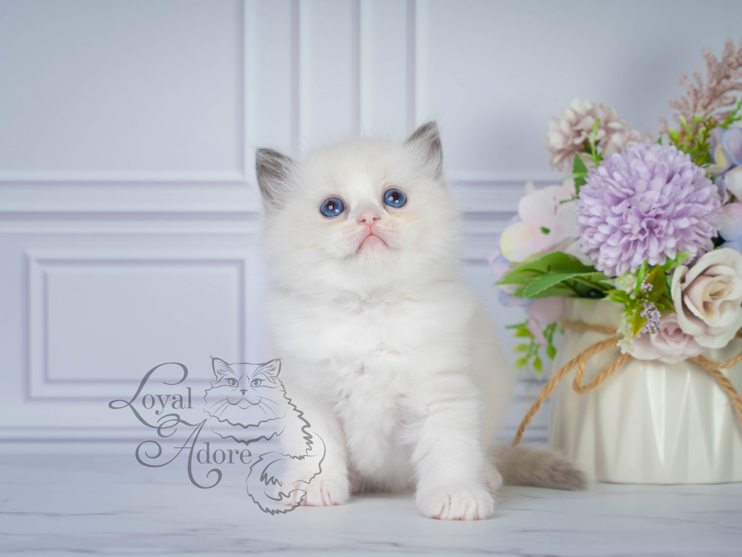 Котята рэгдолл от Loyal Adore. Питомник рэгдолл Loyal Adore