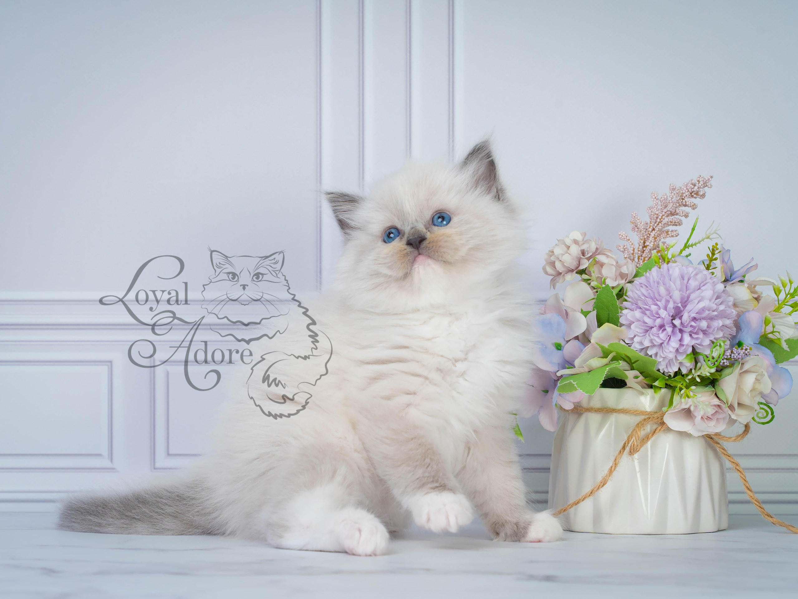 Котята рэгдолл от Loyal Adore. Питомник рэгдолл Loyal Adore