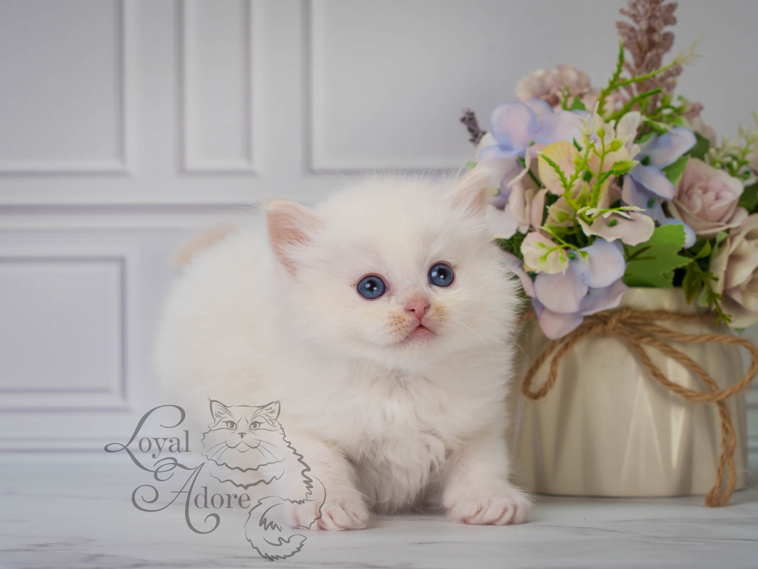 Все свободные котята. Питомник рэгдолл Loyal Adore