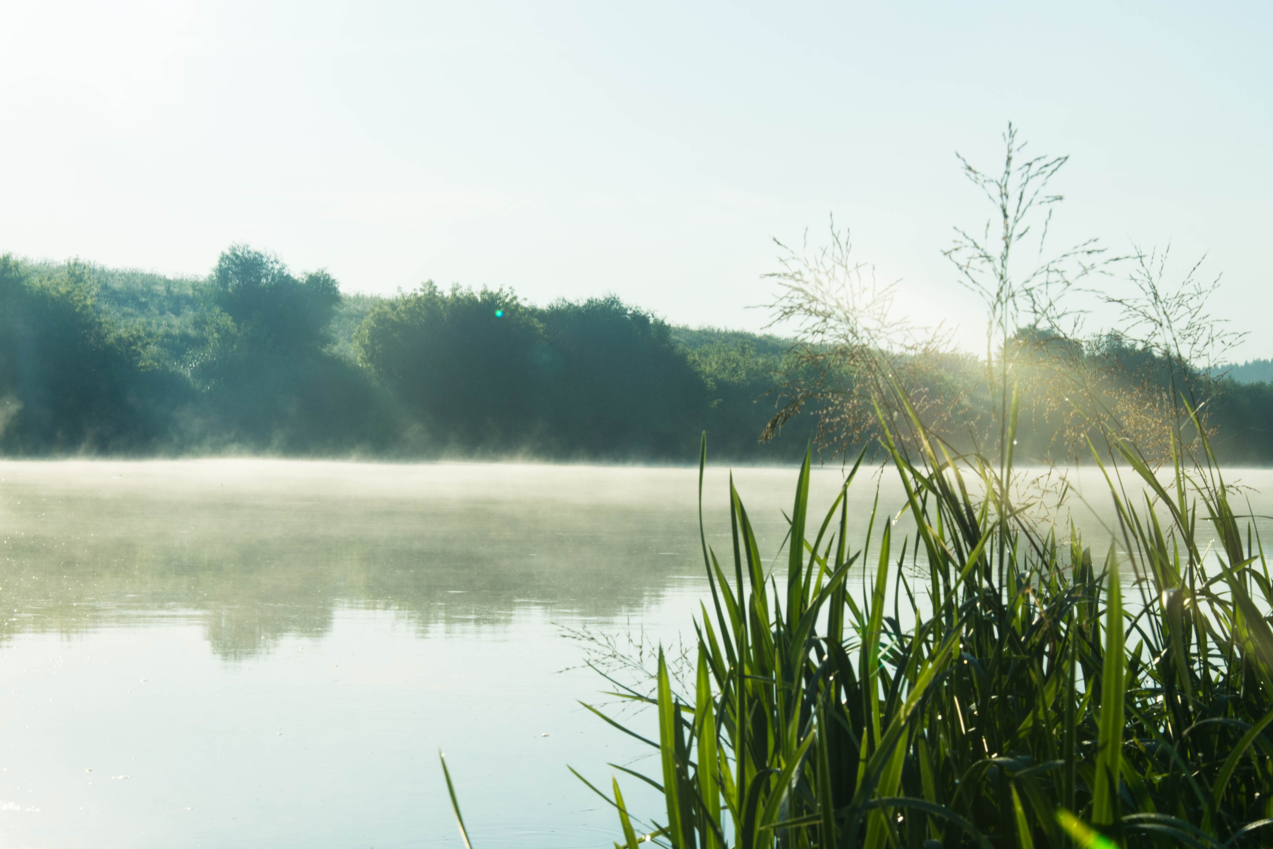 Дон. Главная